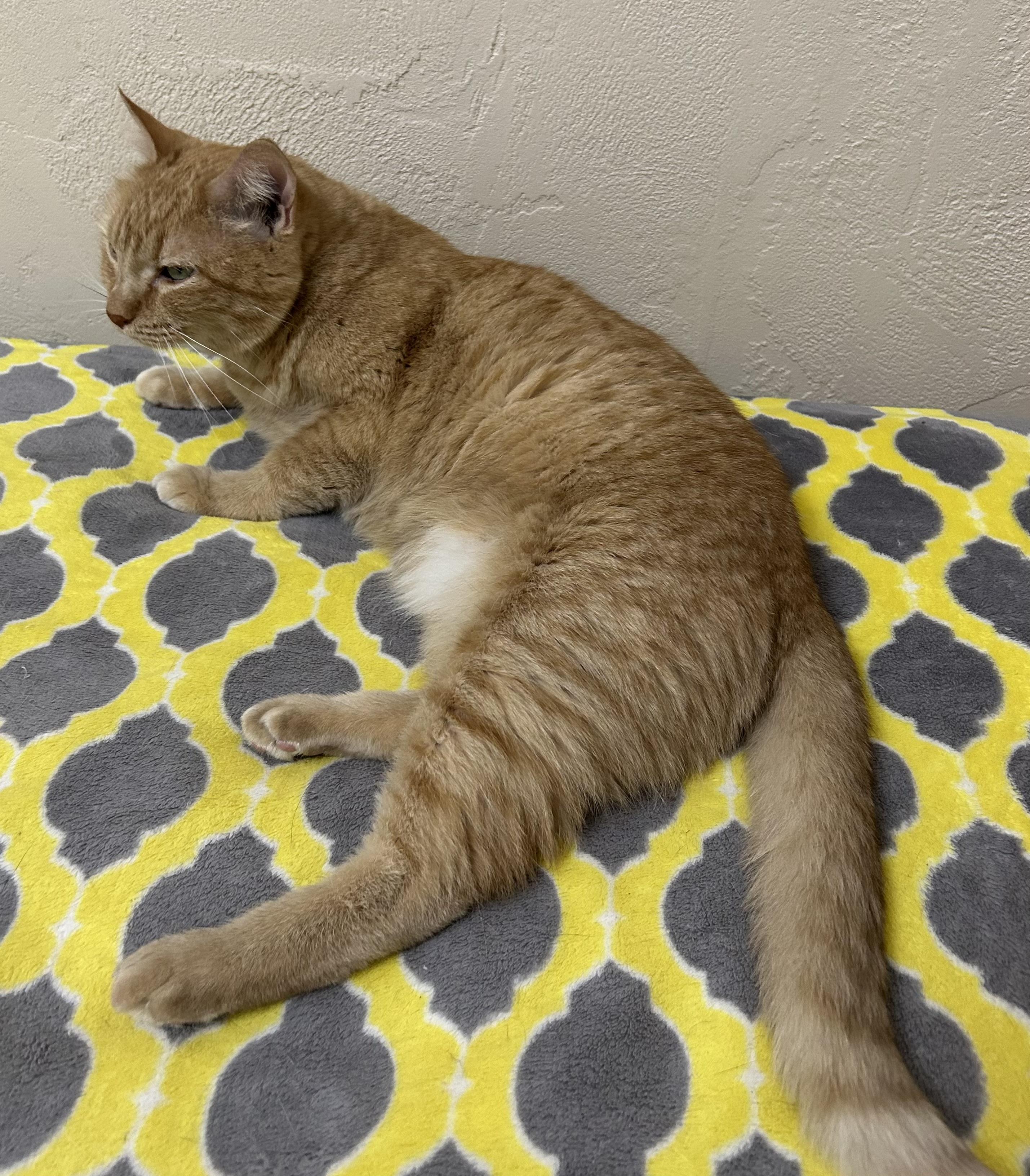 Lovey, a Adoptable Tabby in Gainesville, FL image 4/5