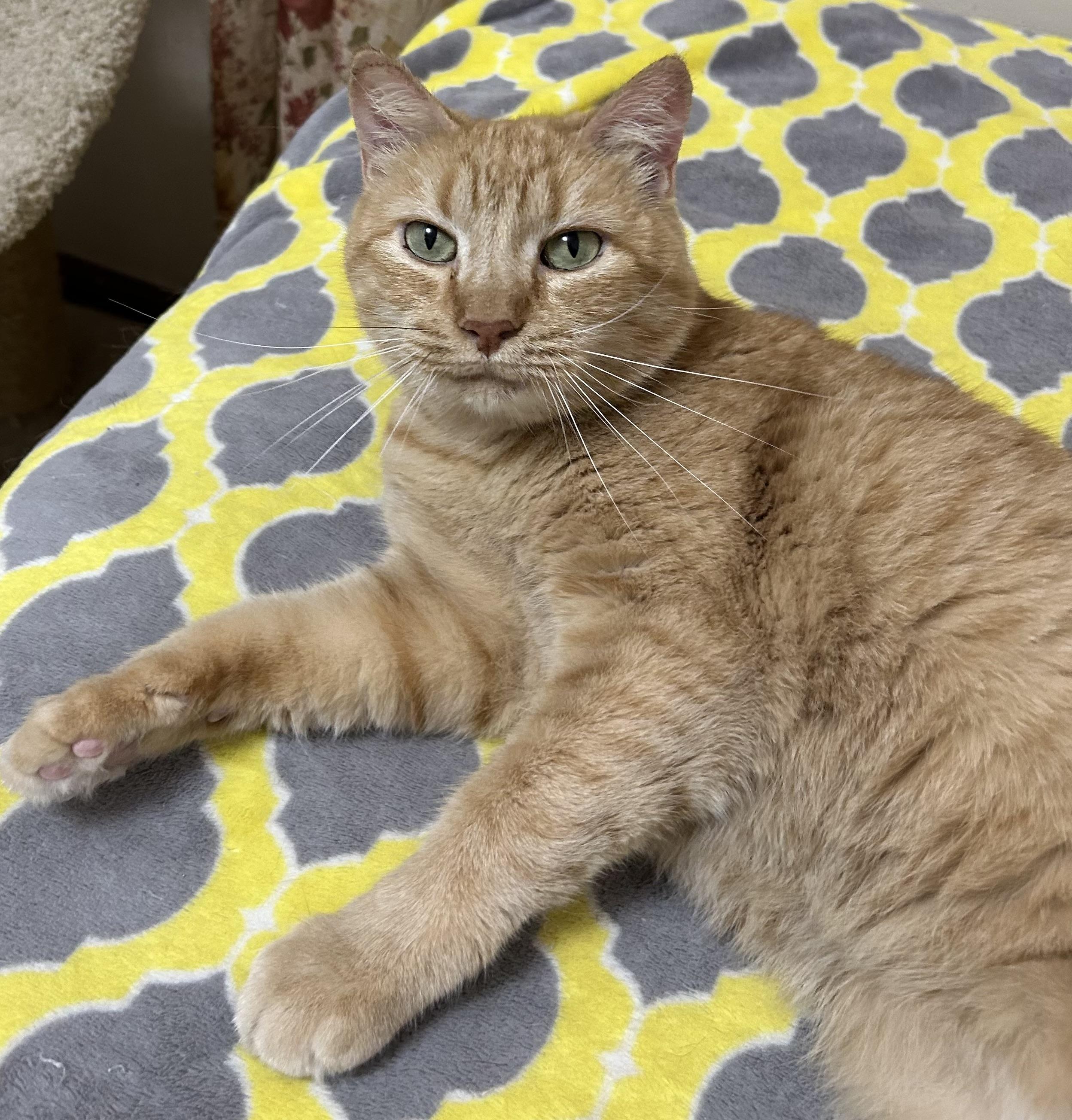 Lovey, Adoptable, Adult Female Tabby.
