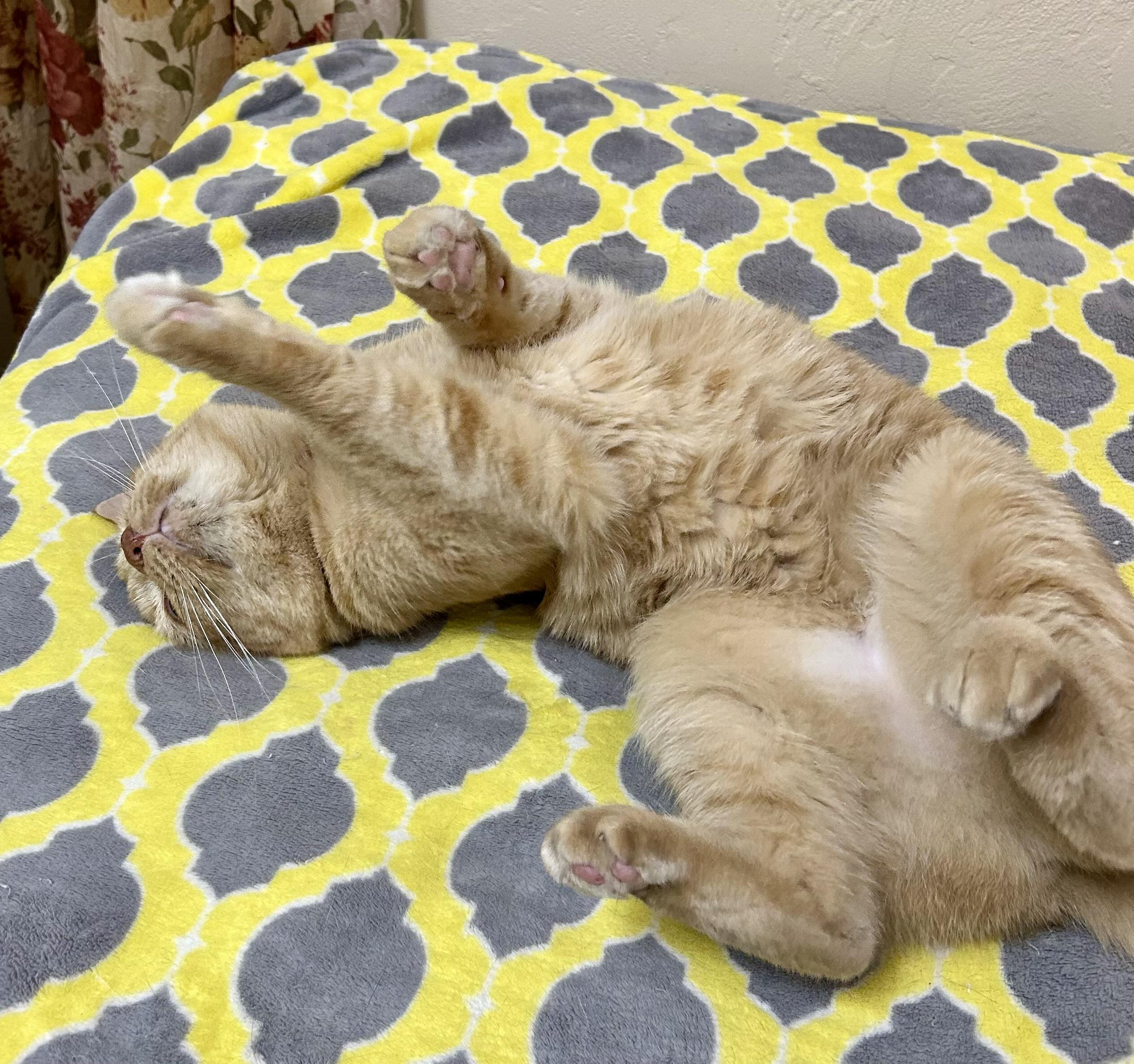 Lovey, a Adoptable Tabby in Gainesville, FL image 2/5