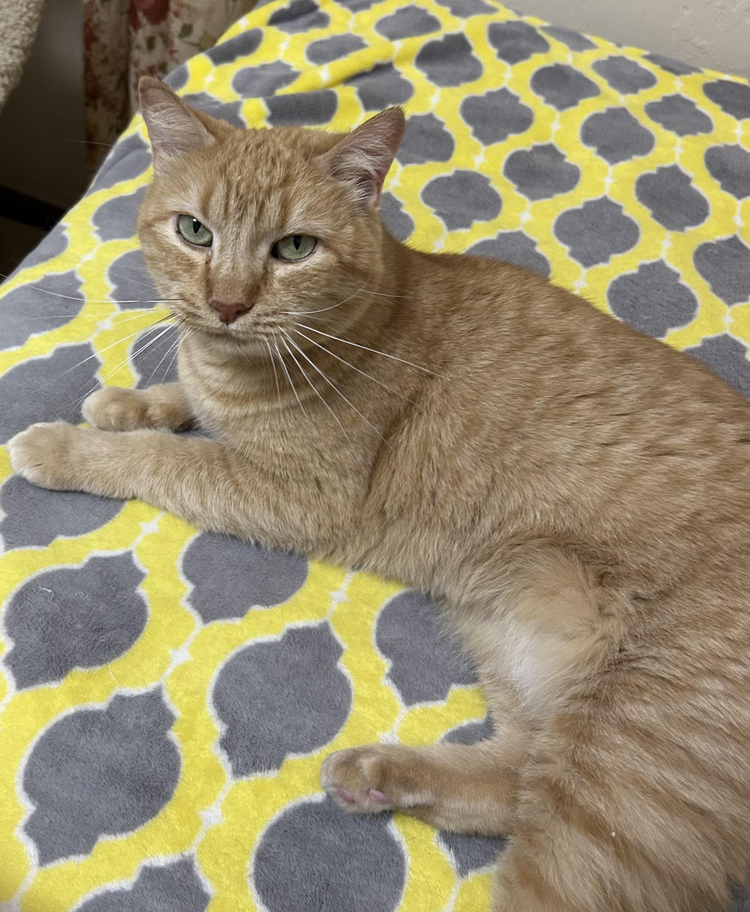 Lovey, a Adoptable Tabby in Gainesville, FL image 5/5