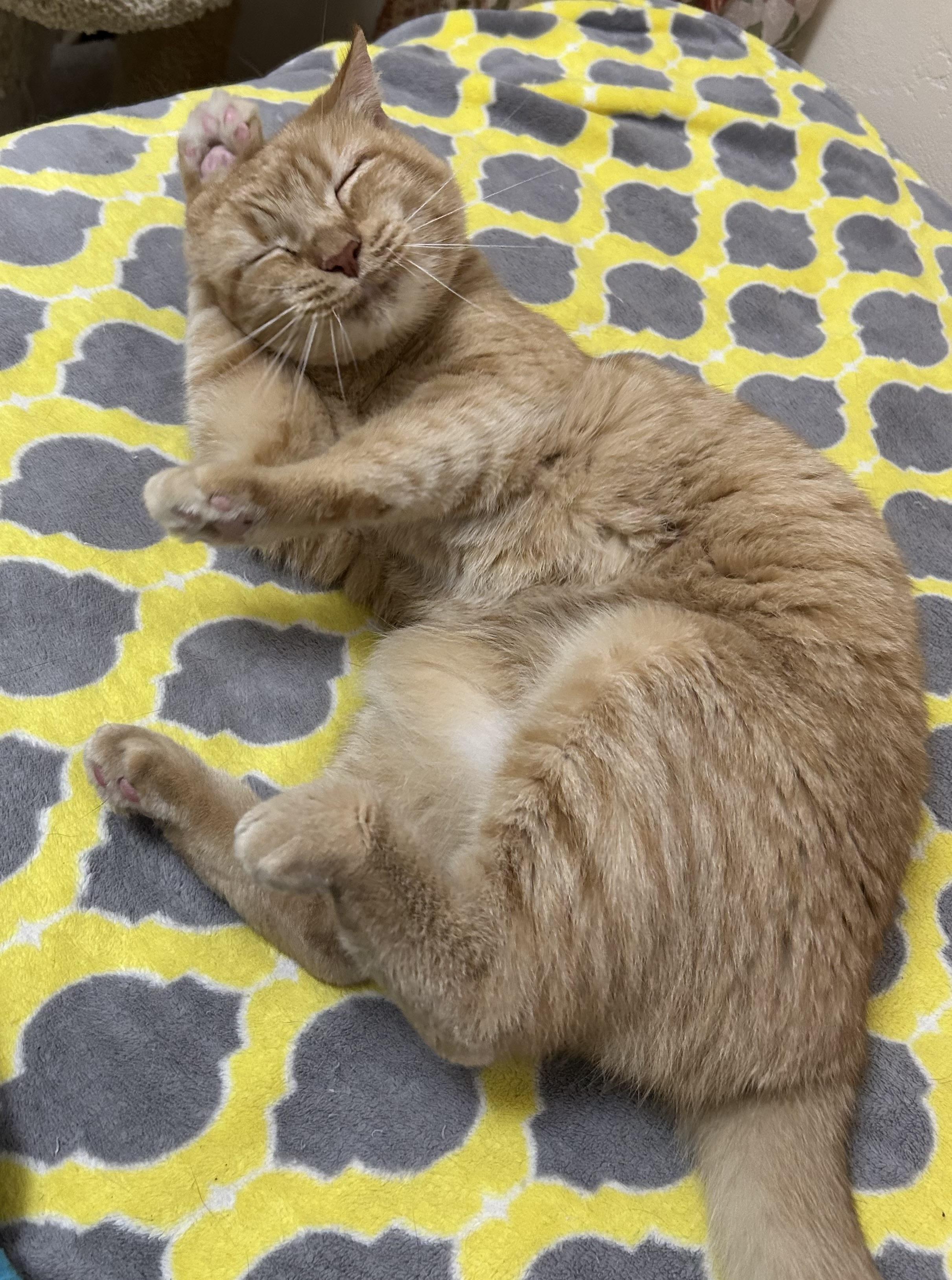 Lovey, a Adoptable Tabby in Gainesville, FL image 3/5