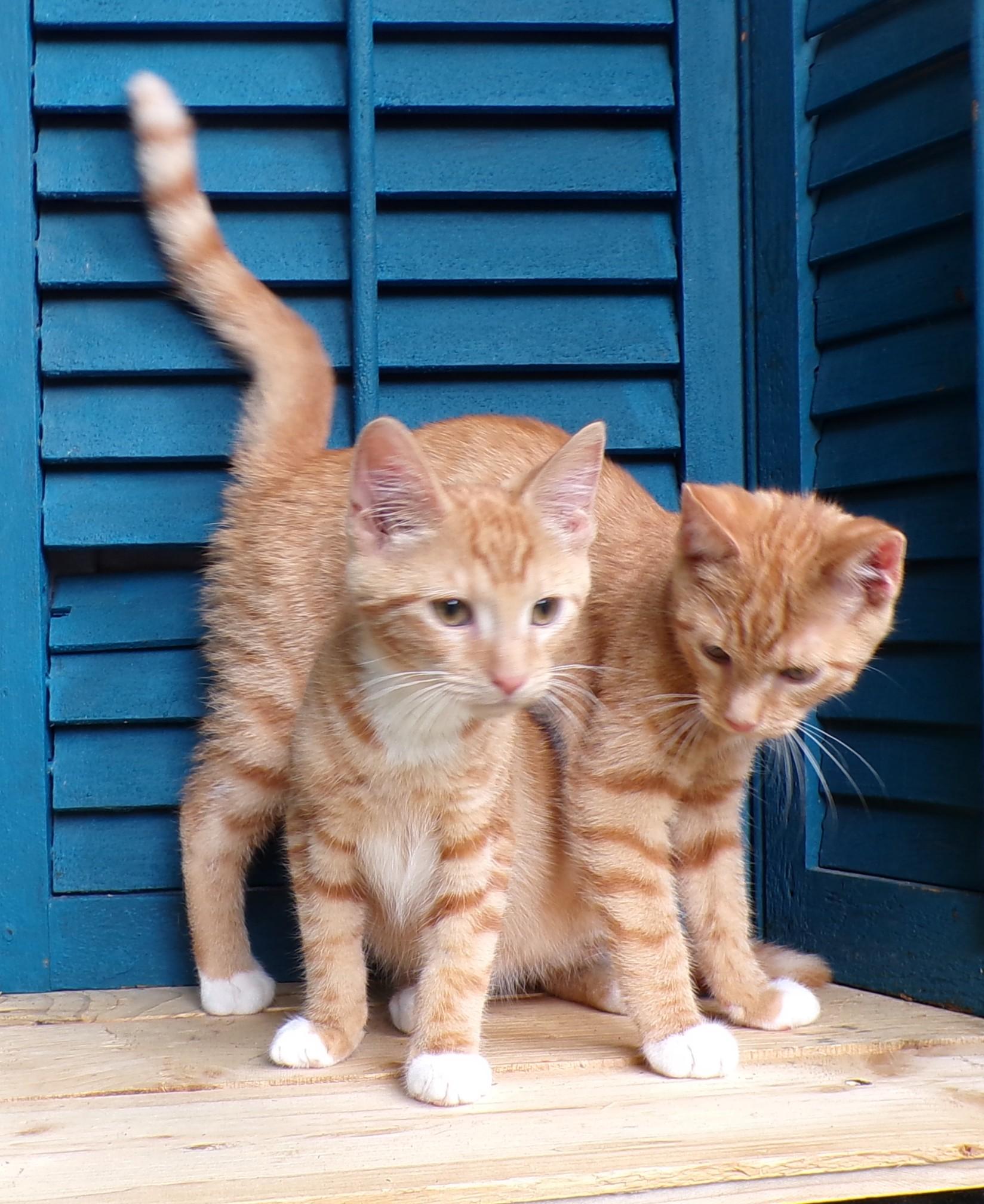 Clyde #256 and Cletus #257, Adoptable, Kitten Male Domestic Short Hair.