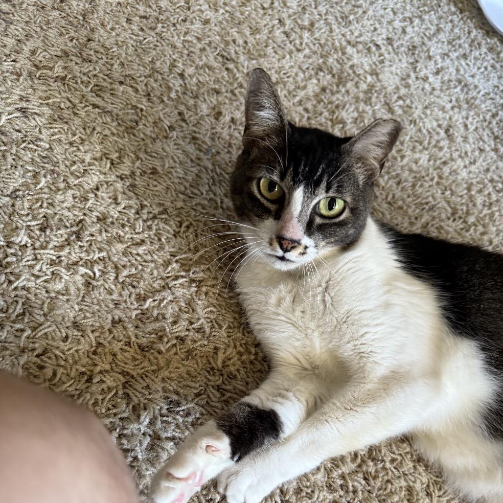 Enlarge Susan, a Adoptable Domestic Short Hair in San Antonio, TX image 1/6