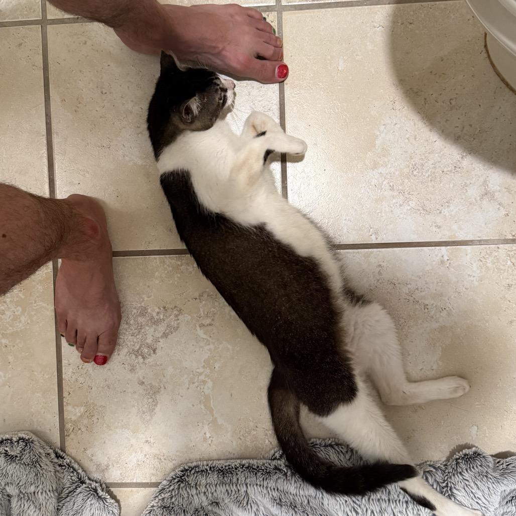 Enlarge Susan, a Adoptable Domestic Short Hair in San Antonio, TX image 2/6