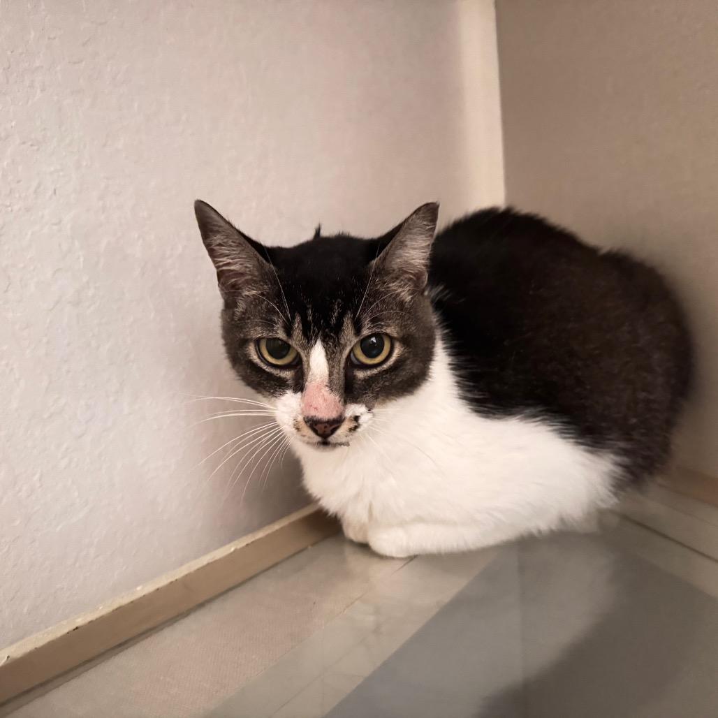 Enlarge Susan, a Adoptable Domestic Short Hair in San Antonio, TX image 3/6
