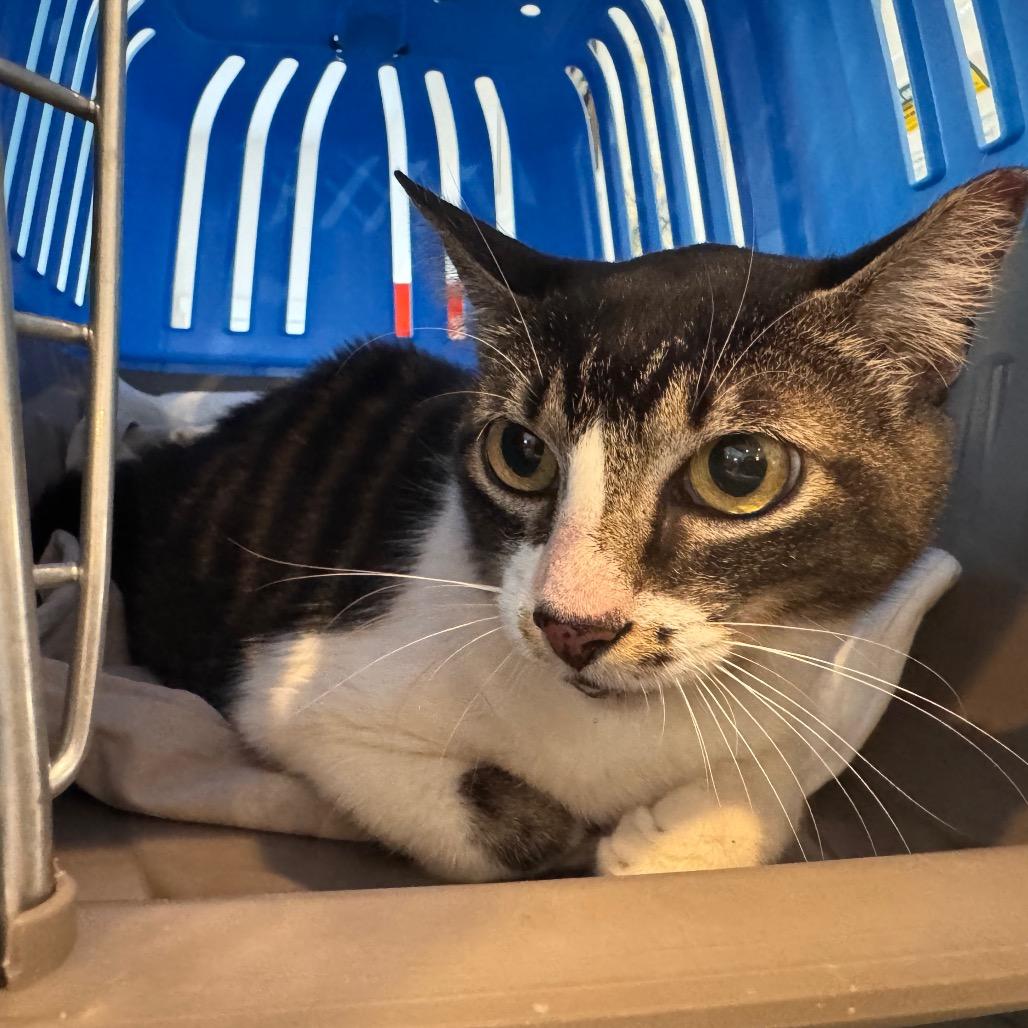 Enlarge Susan, a Adoptable Domestic Short Hair in San Antonio, TX image 4/6