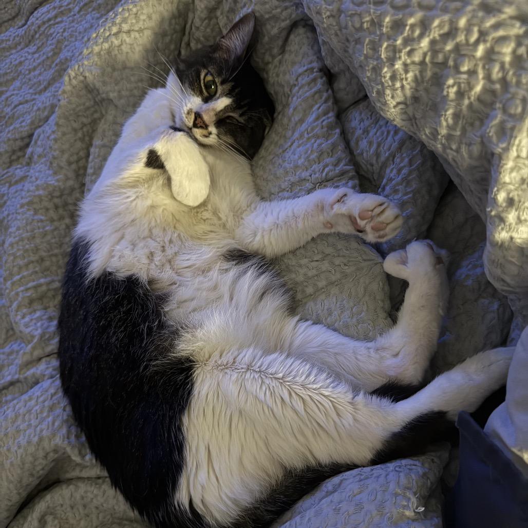 Enlarge Susan, a Adoptable Domestic Short Hair in San Antonio, TX image 5/6