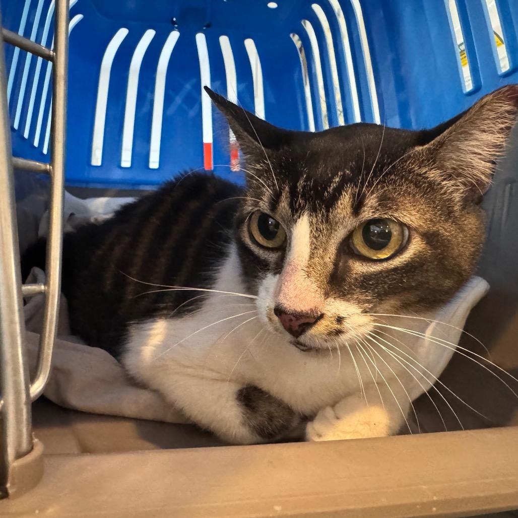 Enlarge Susan, a Adoptable Domestic Short Hair in San Antonio, TX image 6/6