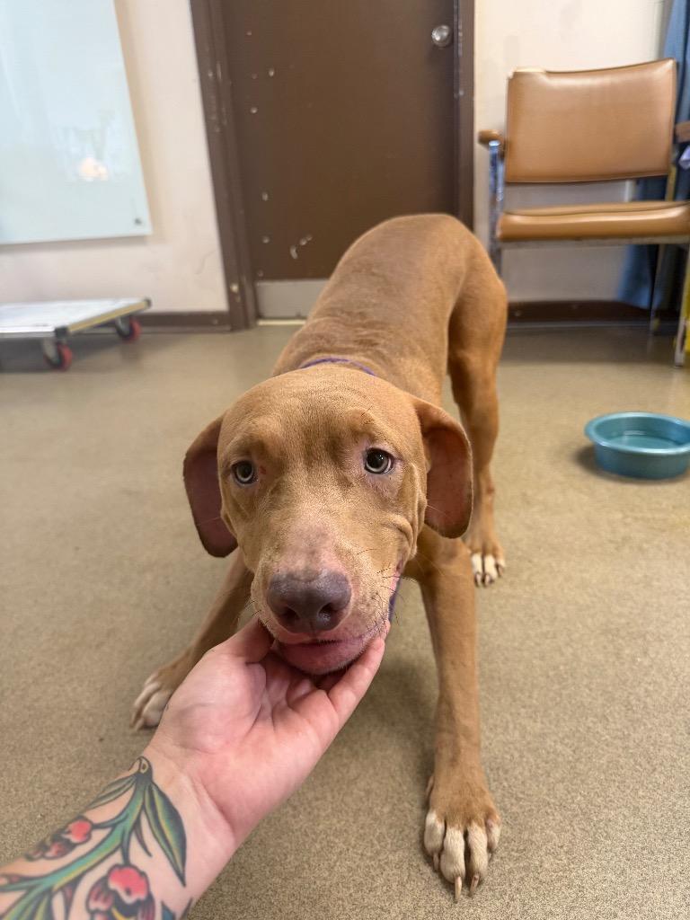 Flapjack, Adoptable, Young Male Vizsla.