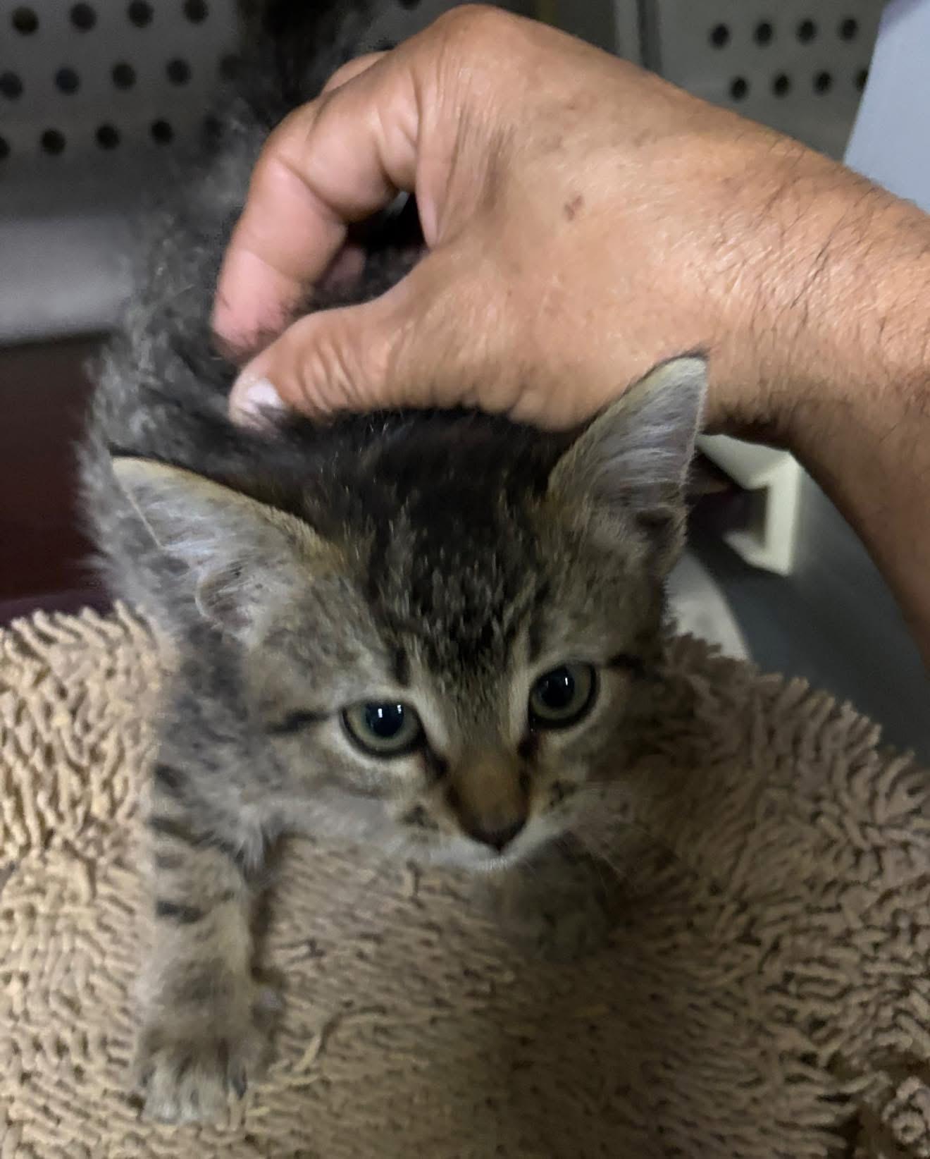 Enlarge Meatloaf, a ADOPTABLE Domestic Short Hair in Forney, TX image 3/3