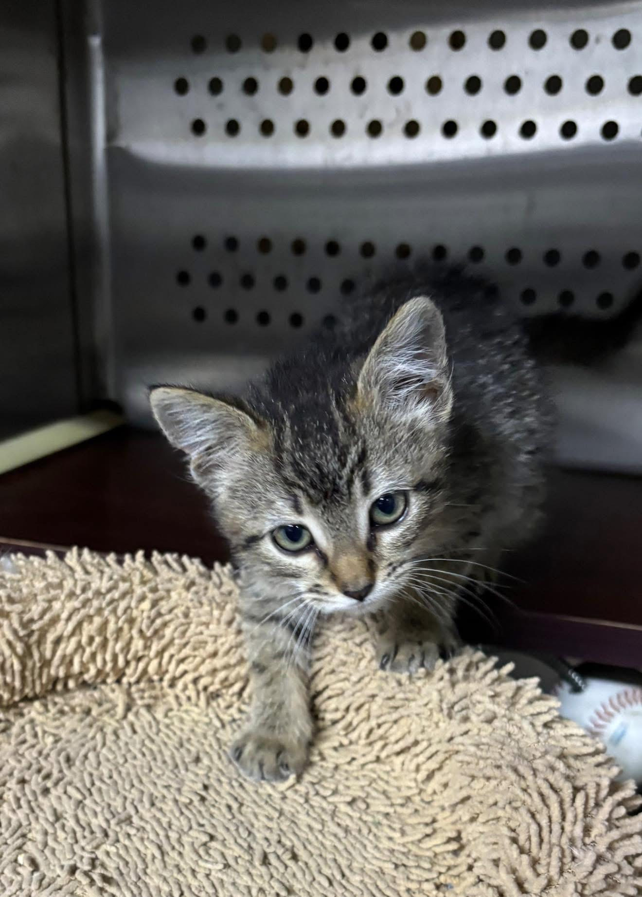 Enlarge Meatloaf, a ADOPTABLE Domestic Short Hair in Forney, TX image 2/3