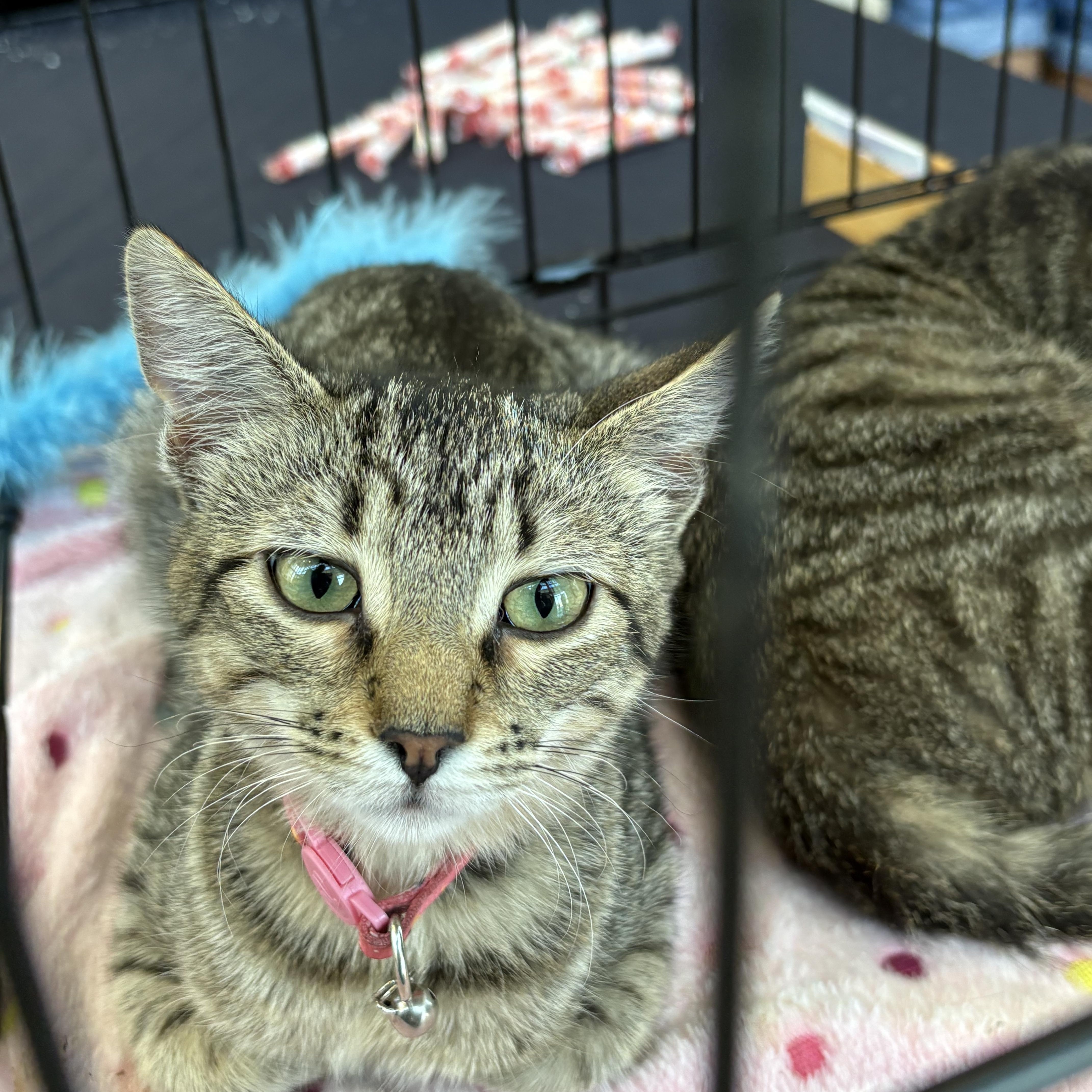Enlarge Meatloaf and Tater Tot, a Adoptable Domestic Short Hair in Forney, TX image 1/4