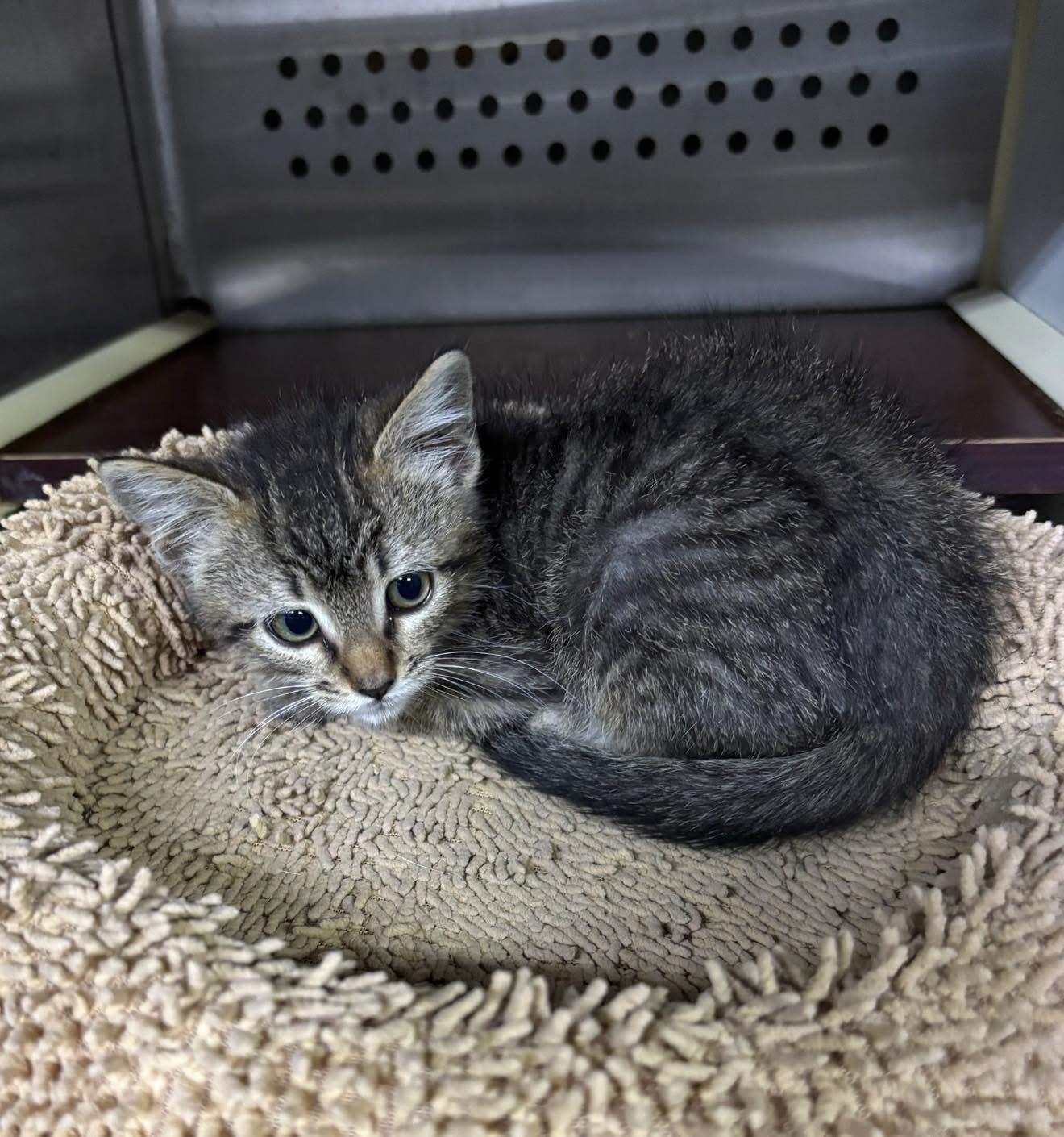 Meatloaf, ADOPTABLE, Kitten Male Domestic Short Hair.