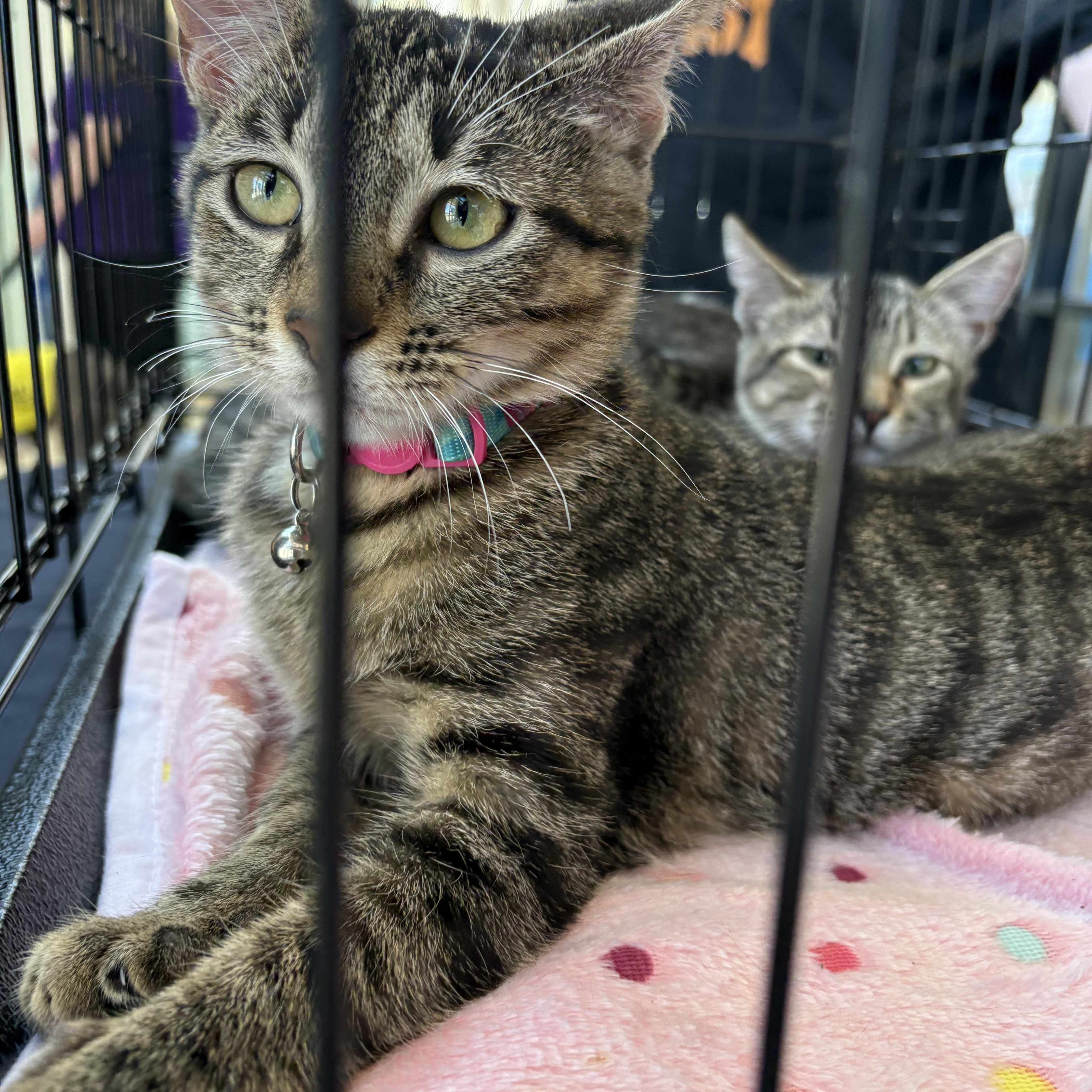 Enlarge Meatloaf and Tater Tot, a Adoptable Domestic Short Hair in Forney, TX image 3/4