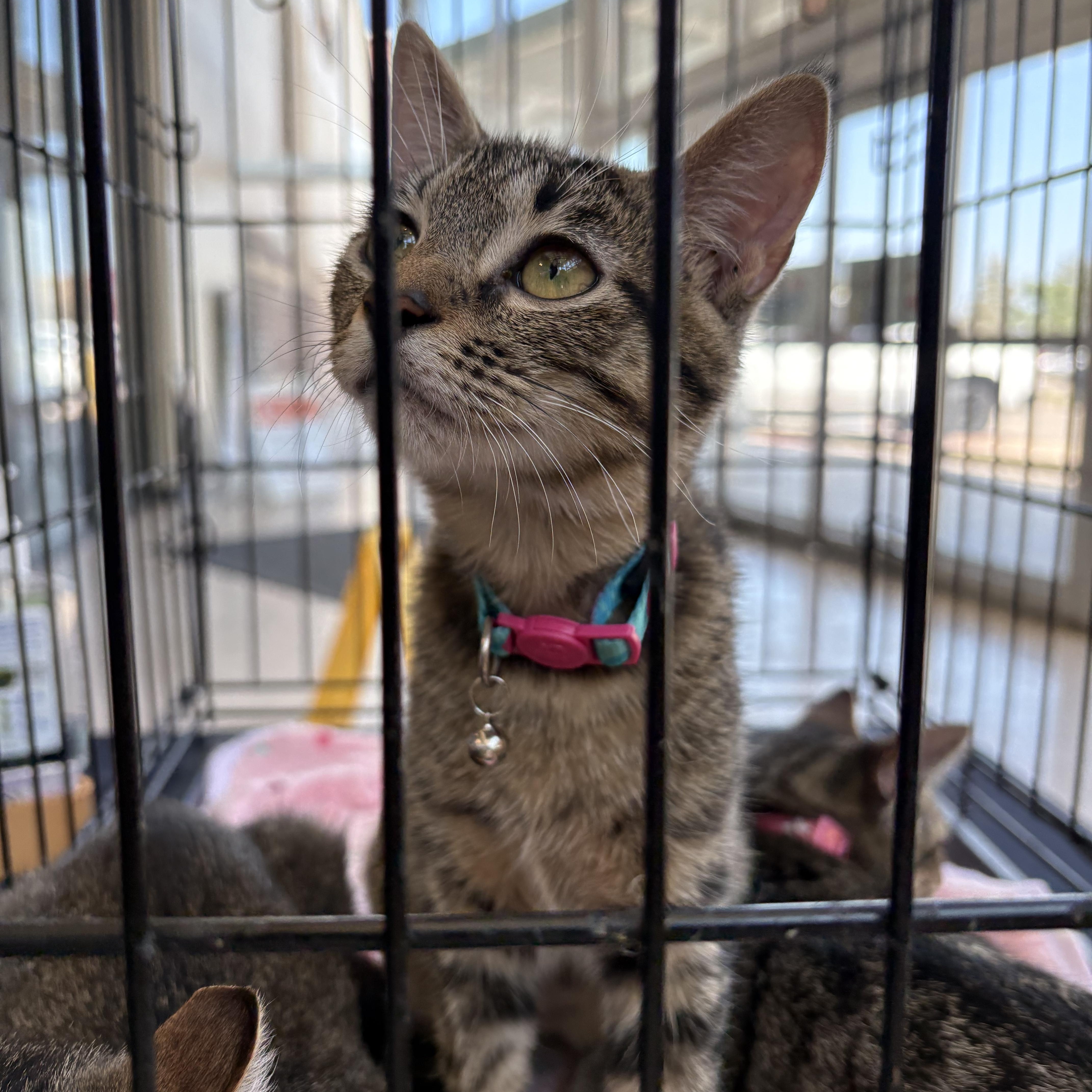 Enlarge Meatloaf and Tater Tot, a Adoptable Domestic Short Hair in Forney, TX image 4/4