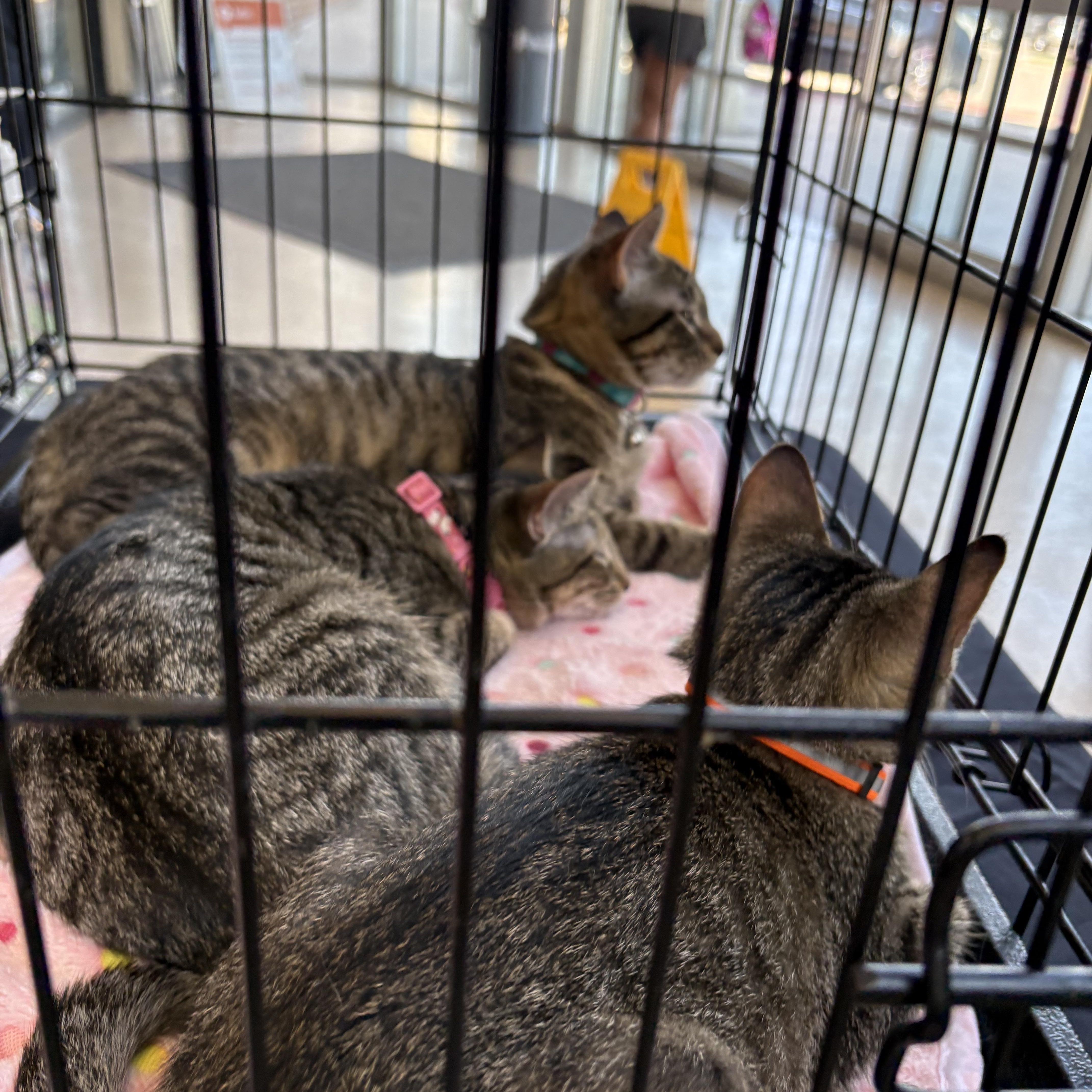 Enlarge Meatloaf and Tater Tot, a Adoptable Domestic Short Hair in Forney, TX image 2/4