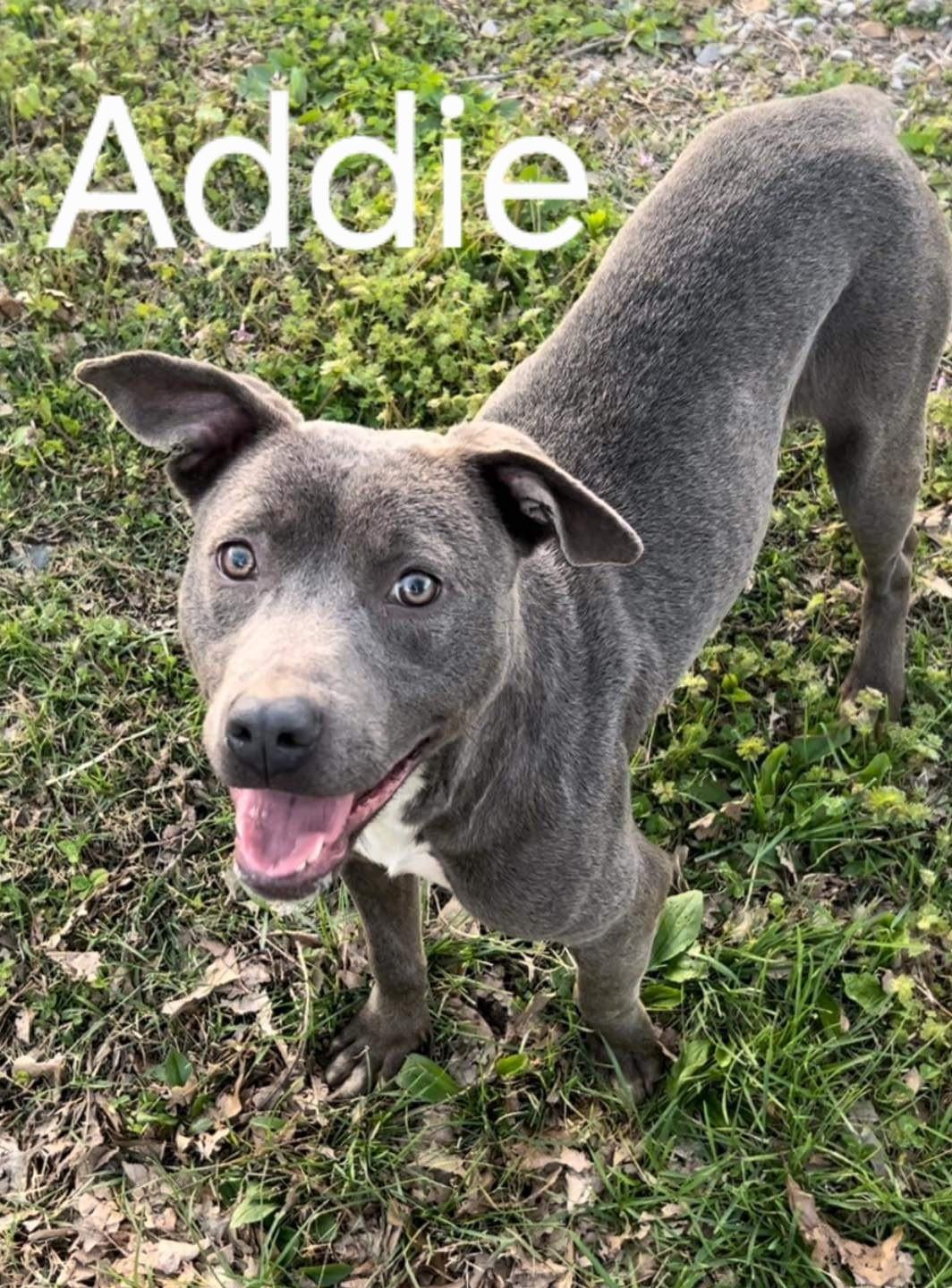 Addie, ADOPTABLE, Adult Female Mixed Breed.