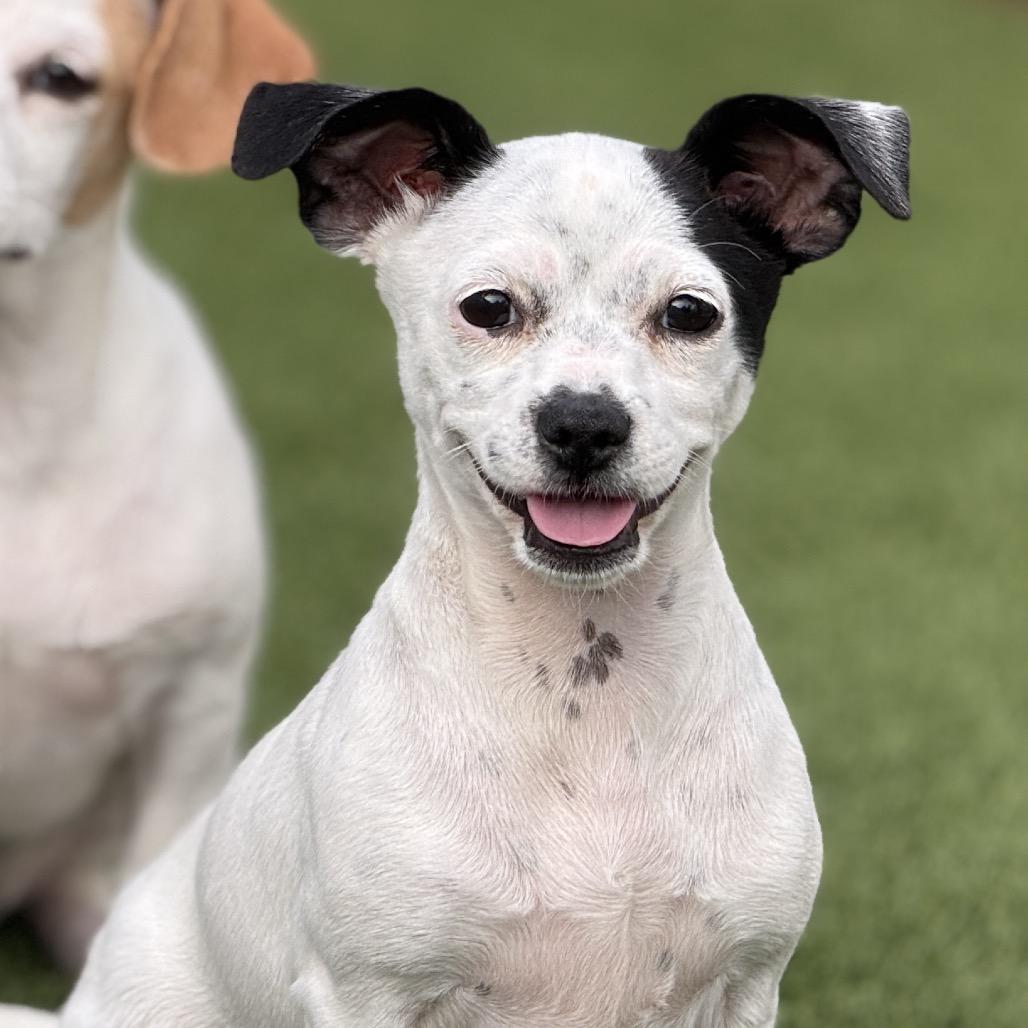 Crystal - my mom is Icelyn and she is only 11 lbs., Adoptable, Puppy Female Chihuahua.
