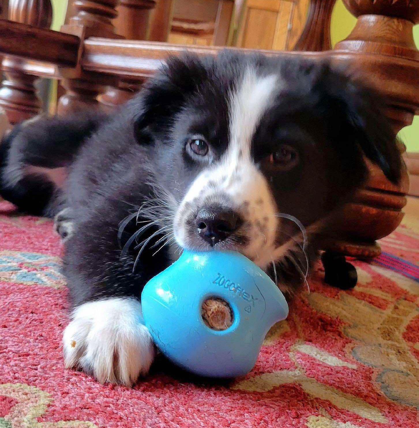 Enlarge Duke - adopted!, an adopted mixed breed in Minneapolis, MN image 5/6