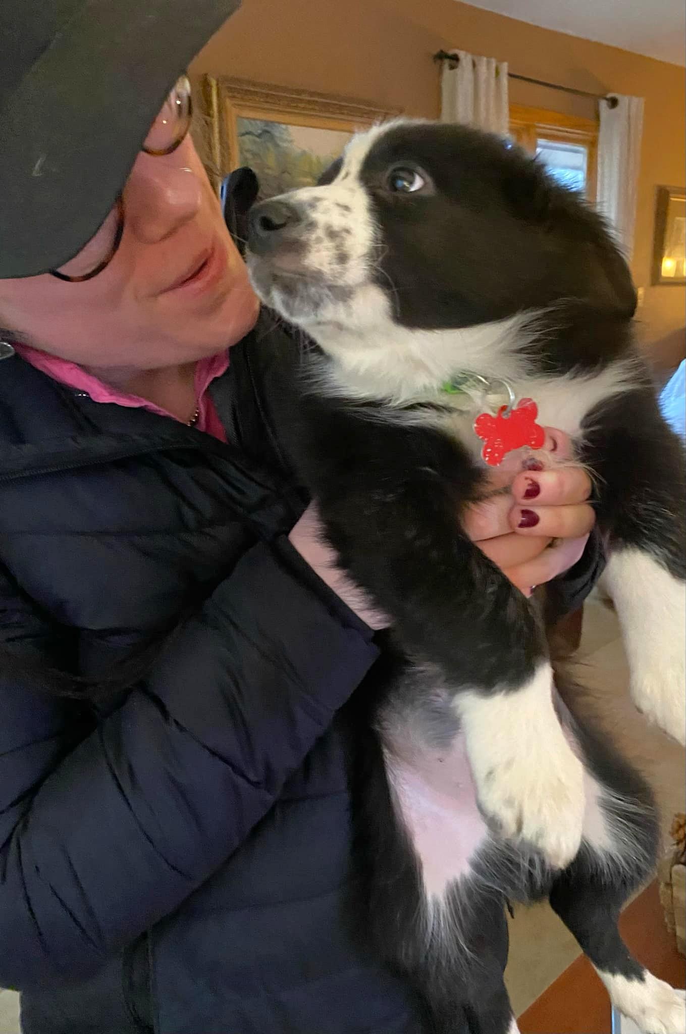 Enlarge Duke - adopted!, an adopted mixed breed in Minneapolis, MN image 3/6
