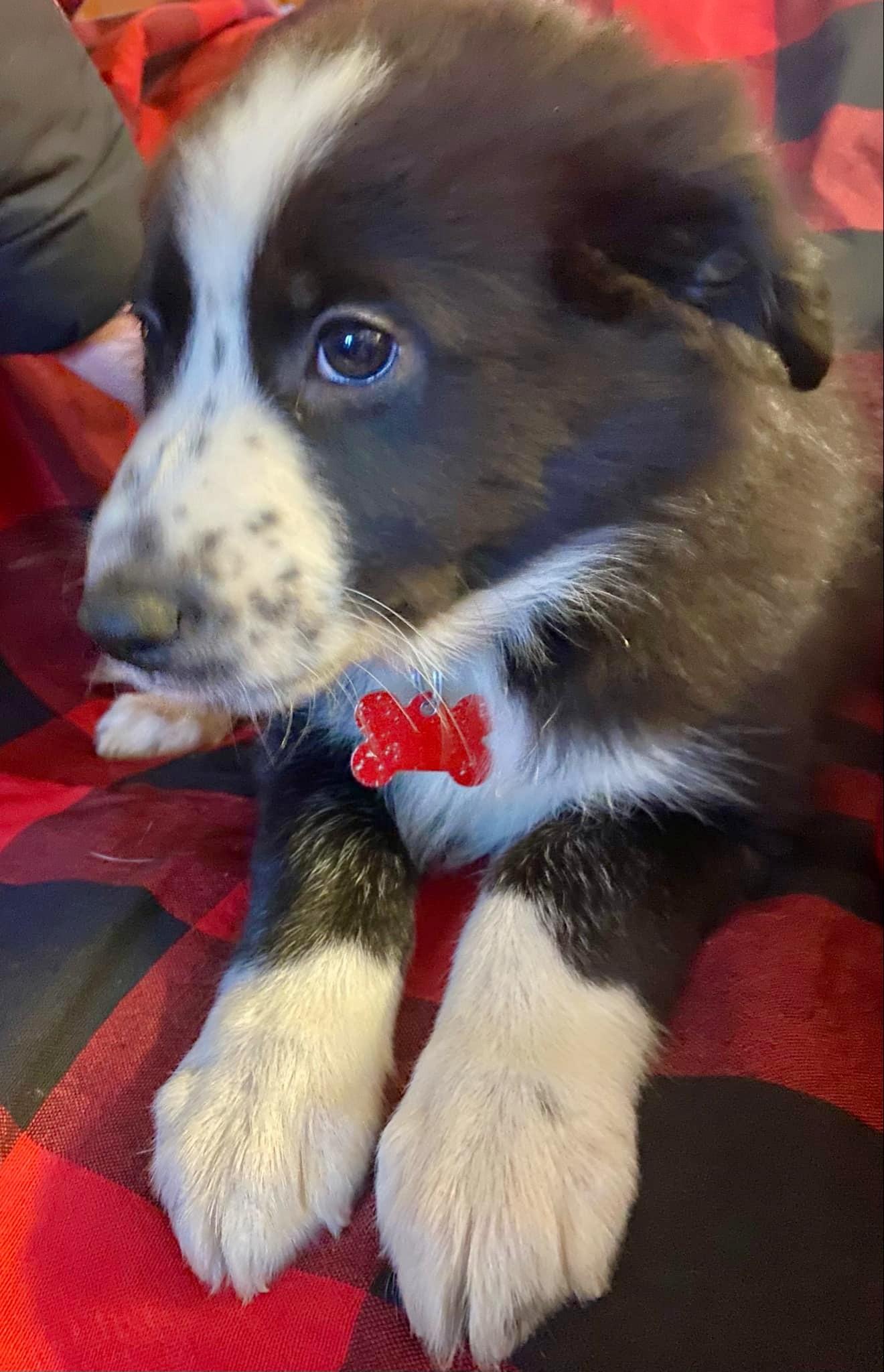 Enlarge Duke - adopted!, an adopted mixed breed in Minneapolis, MN image 2/6