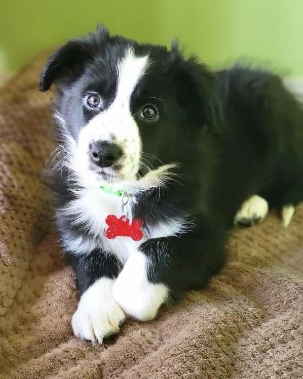 Enlarge Duke - adopted!, an adopted mixed breed in Minneapolis, MN image 4/6