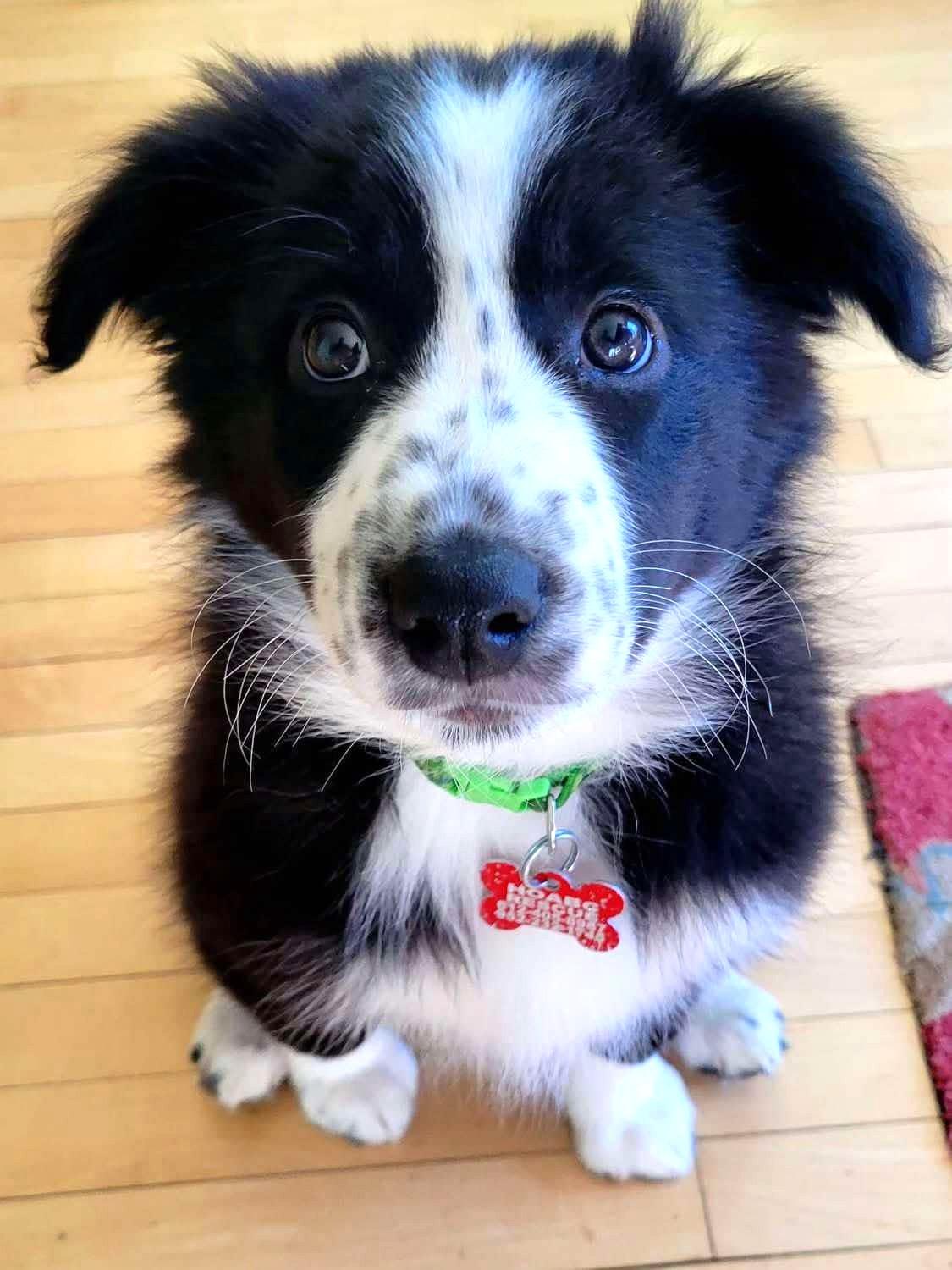 Duke, Adoptable, Puppy Male Border Collie & Australian Shepherd.