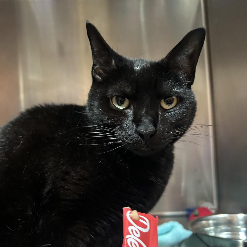 Eevee, Adoptable, Adult Female Domestic Short Hair.