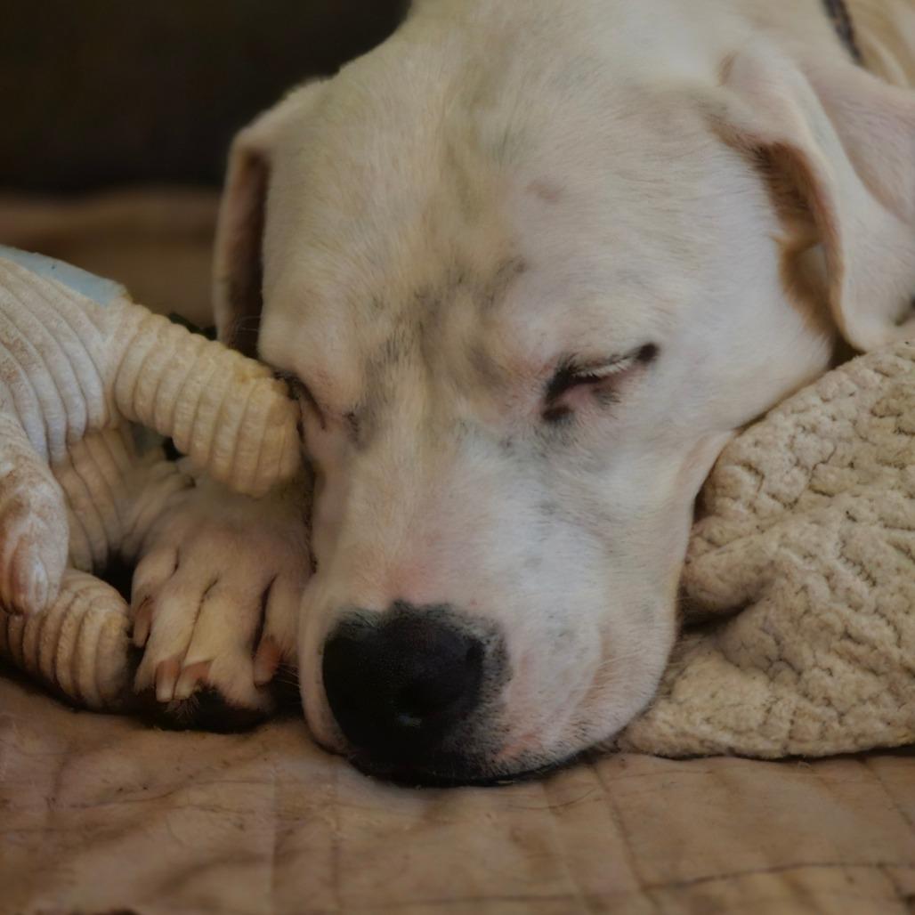 Enlarge Jasper Cullen - Foster, a Adoptable Mixed Breed in Grand Rapids, MI image 1/6