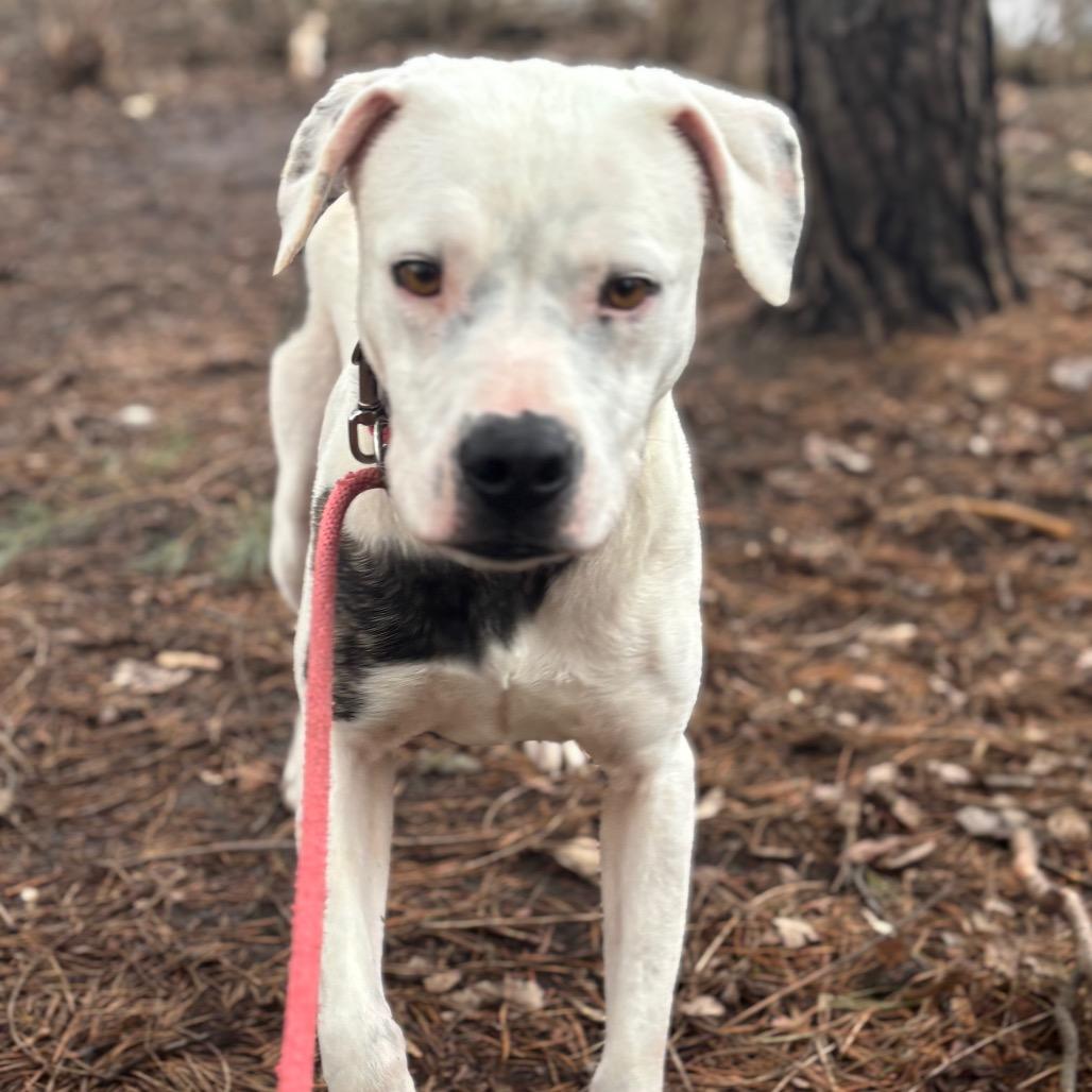 Enlarge Jasper Cullen - Foster, a Adoptable Mixed Breed in Grand Rapids, MI image 2/6