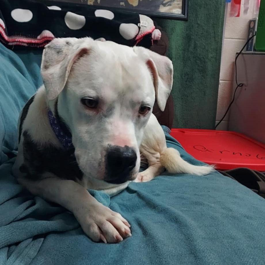 Enlarge Jasper Cullen - Foster, a Adoptable Mixed Breed in Grand Rapids, MI image 3/6