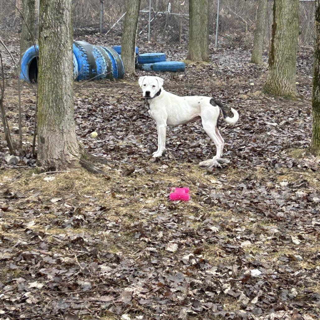 Enlarge Jasper Cullen - Foster, a Adoptable Mixed Breed in Grand Rapids, MI image 4/6