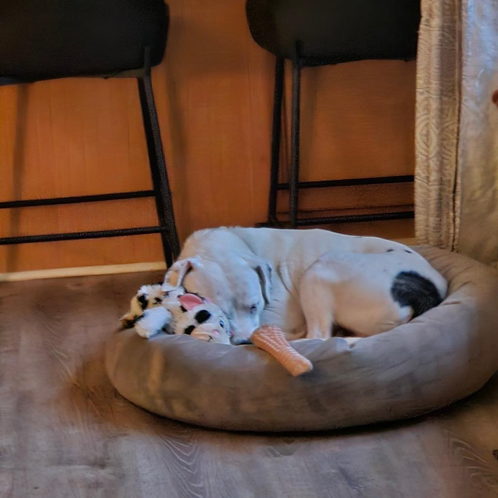 Enlarge Jasper Cullen - Foster, a Adoptable Mixed Breed in Grand Rapids, MI image 5/6