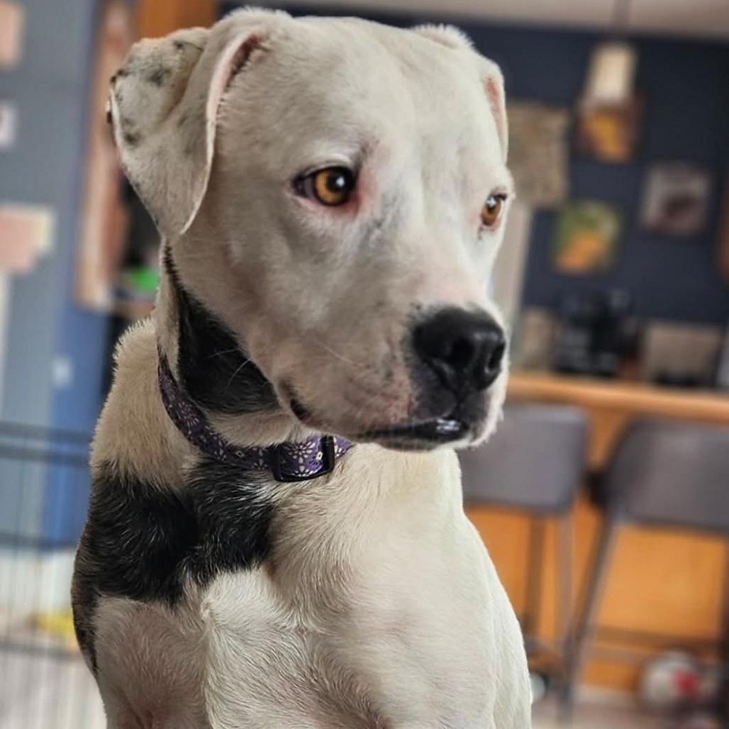 Enlarge Jasper Cullen - Foster, a Adoptable Mixed Breed in Grand Rapids, MI image 6/6