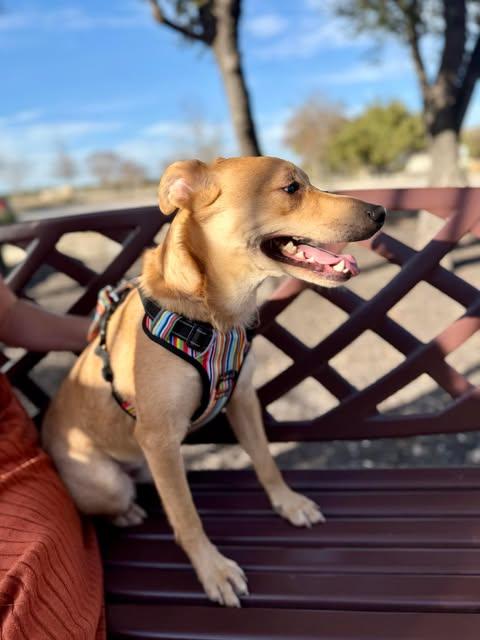Buddy (TX) photo 4