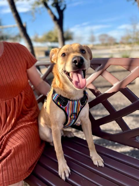 Buddy (TX) photo 6