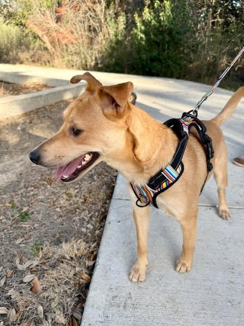 Buddy (TX) photo 3