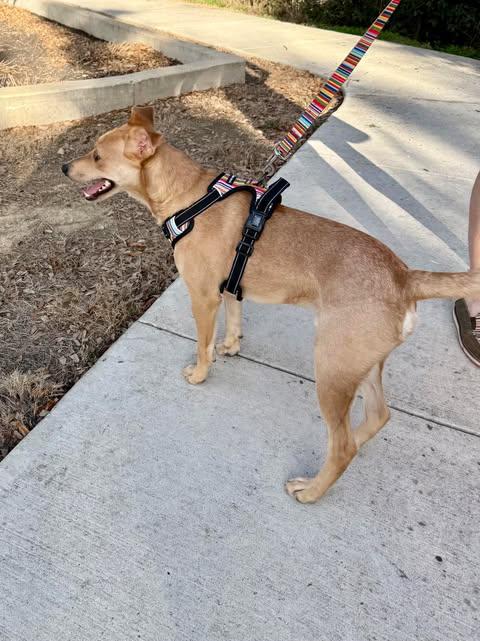 Buddy (TX) photo 5