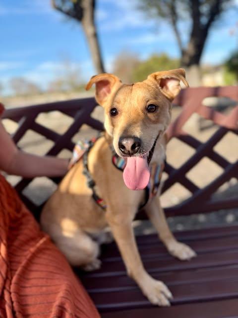 Buddy (TX) photo 1