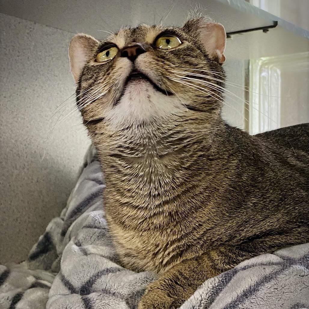 K.K., Adoptable, Adult Female Domestic Short Hair.