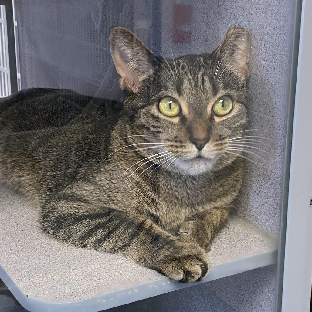 Enlarge Kay Rose, a Adoptable Domestic Short Hair in Huntsville, AL image 2/6