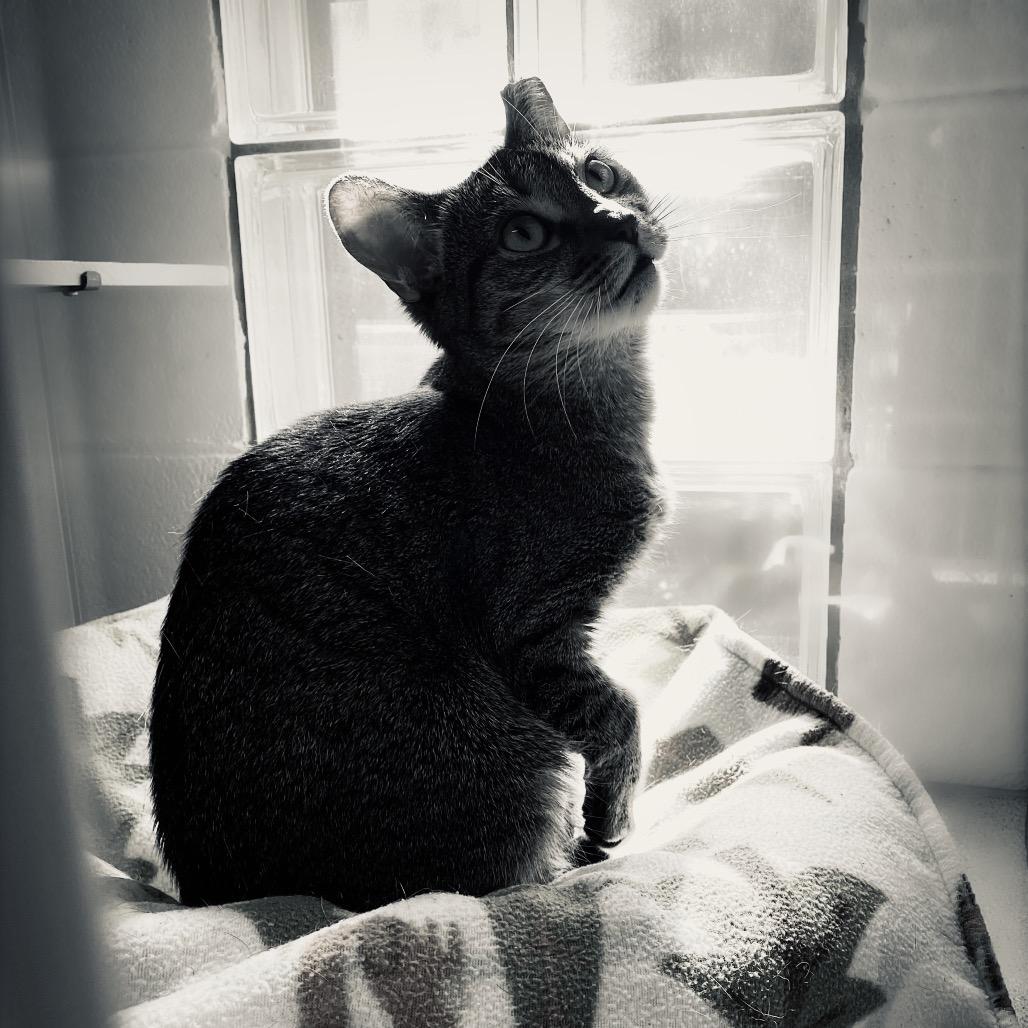 Enlarge Kay Rose, a Adoptable Domestic Short Hair in Huntsville, AL image 3/6