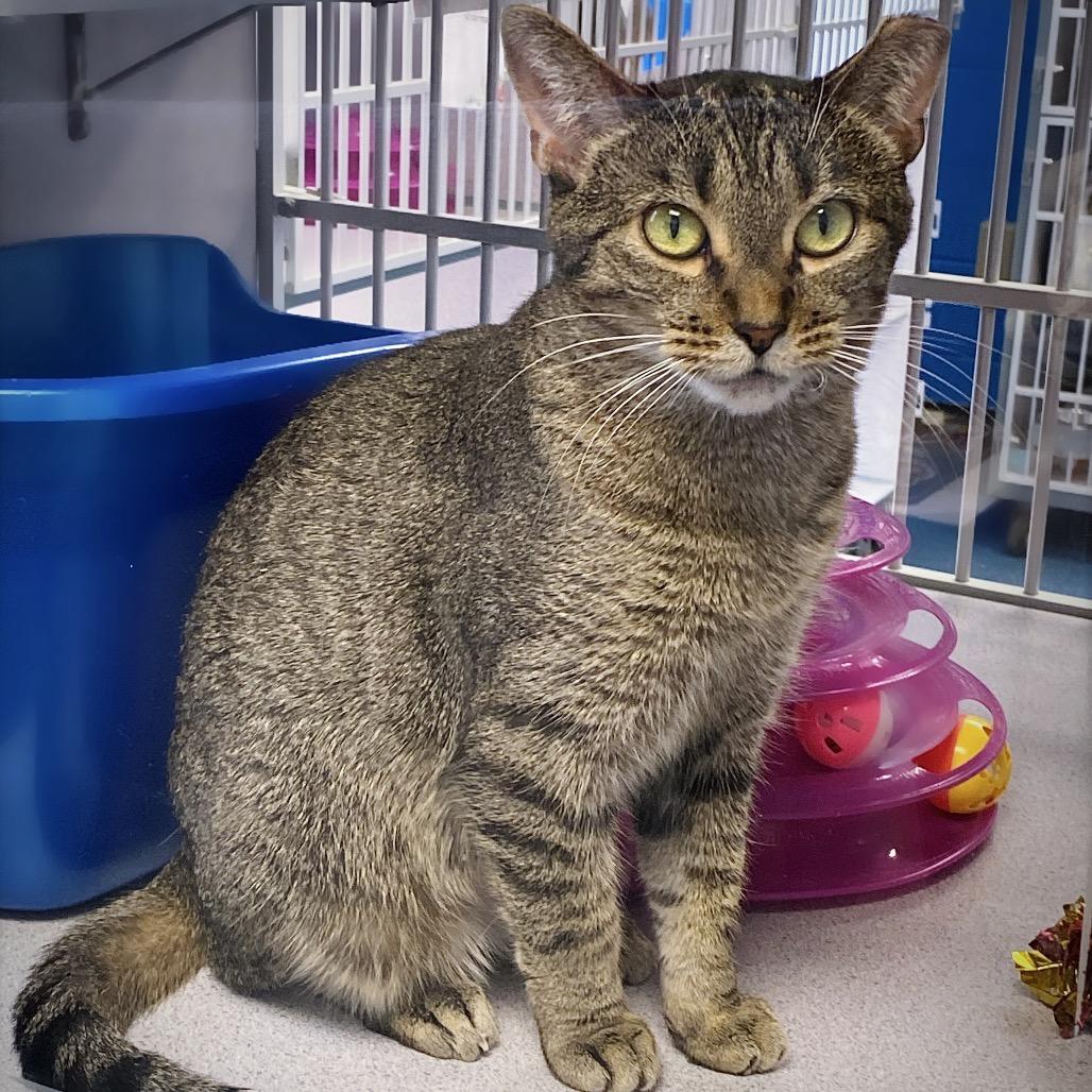 Enlarge Kay Rose, a Adoptable Domestic Short Hair in Huntsville, AL image 5/6