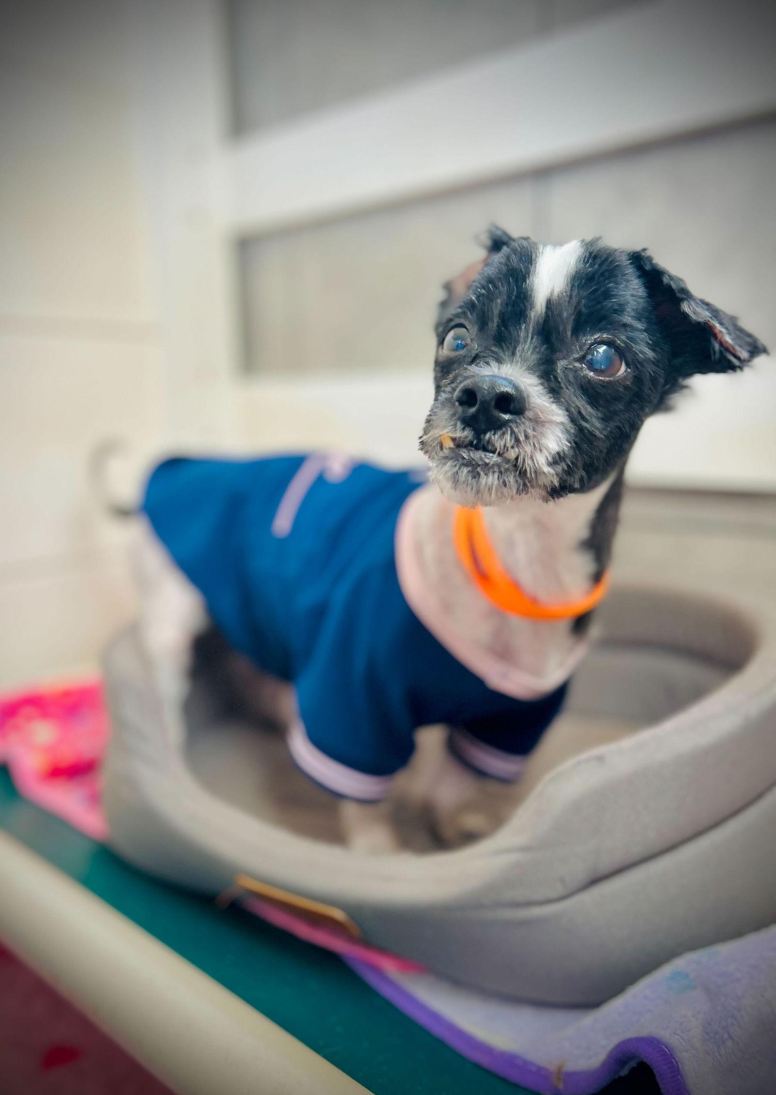 Enlarge Dexter Jan 26, a Adoptable mixed breed in Pacolet, SC image 1/3