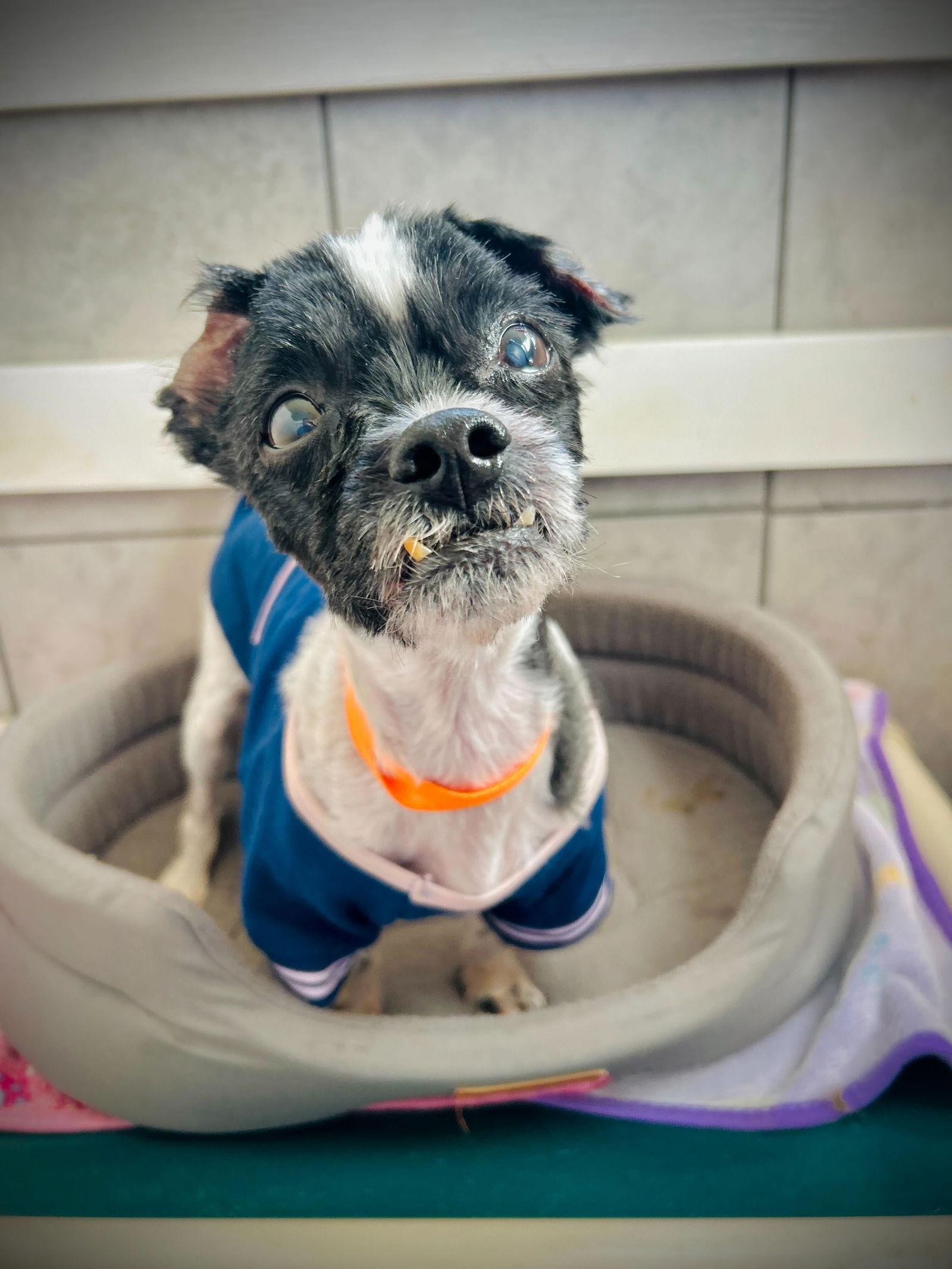 Enlarge Dexter Jan 26, a Adoptable mixed breed in Pacolet, SC image 2/3