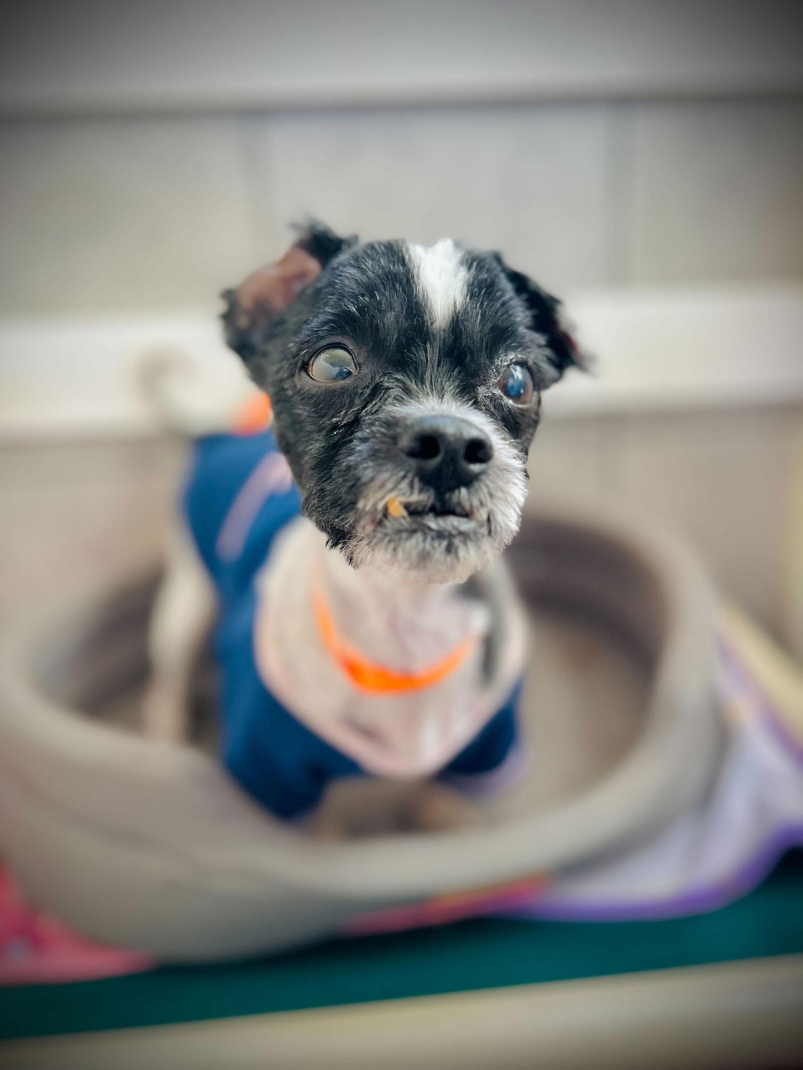 Enlarge Dexter Jan 26, a Adoptable mixed breed in Pacolet, SC image 3/3