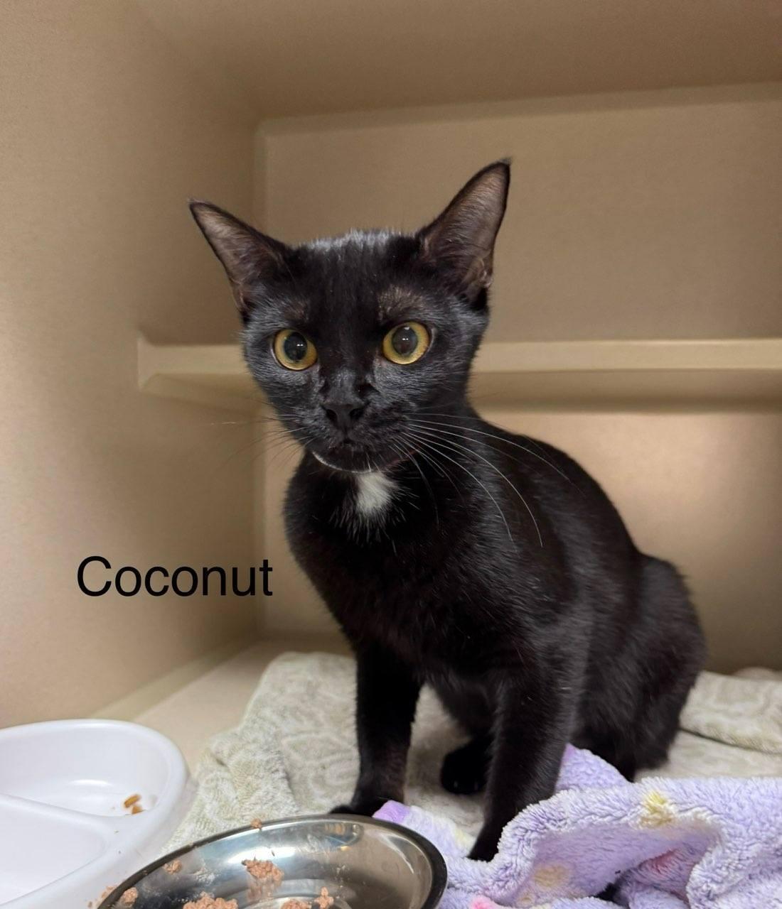 Enlarge Black Dahlia and Coconut, an adoptable Domestic Short Hair in Fairfax, VA image 3/4