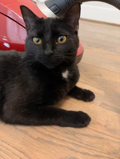 Enlarge Black Dahlia (F) and Coconut (F), an adoptable Domestic Short Hair in Fairfax, VA image 3/6