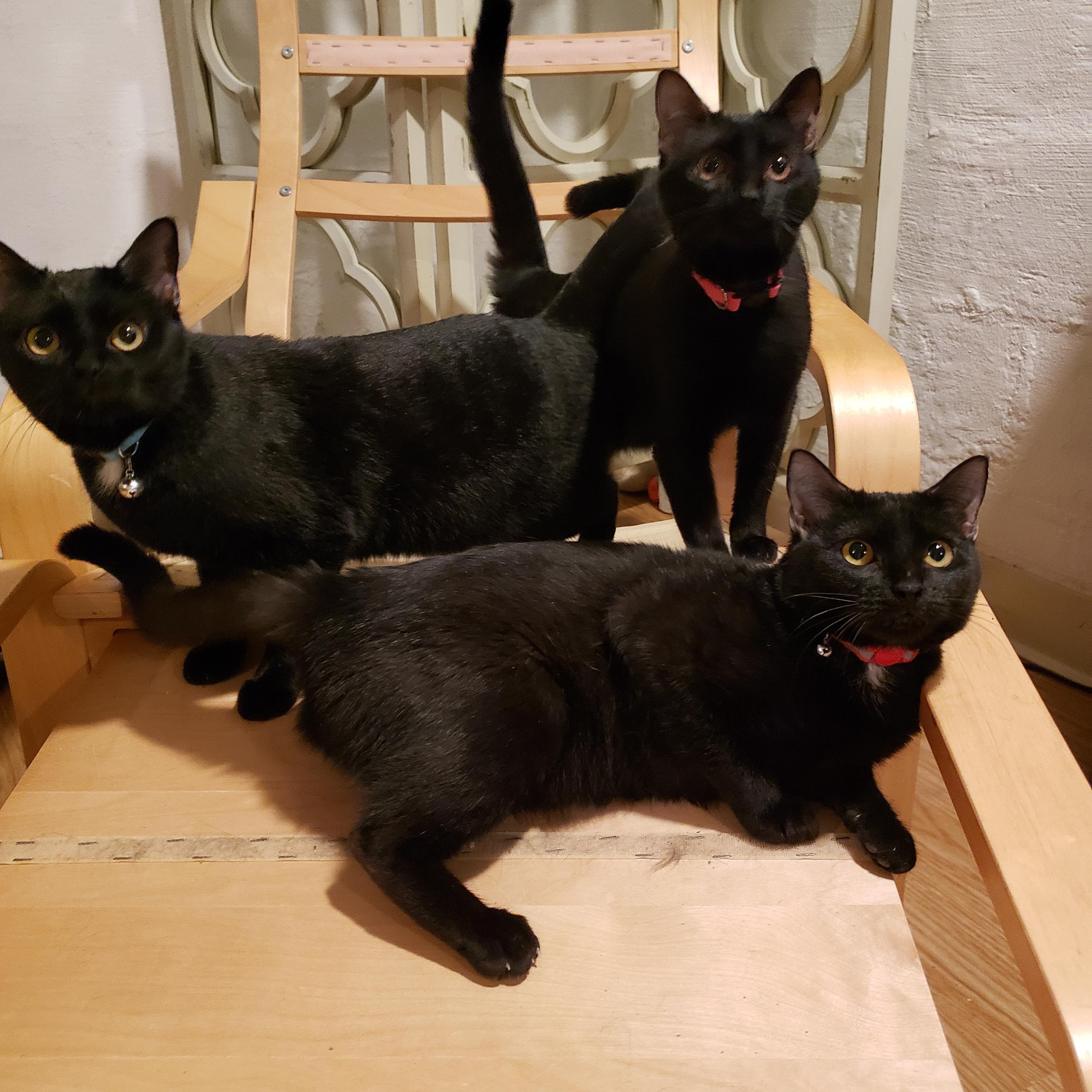 Enlarge Black Dahlia and Coconut, an adoptable Domestic Short Hair in Fairfax, VA image 2/4