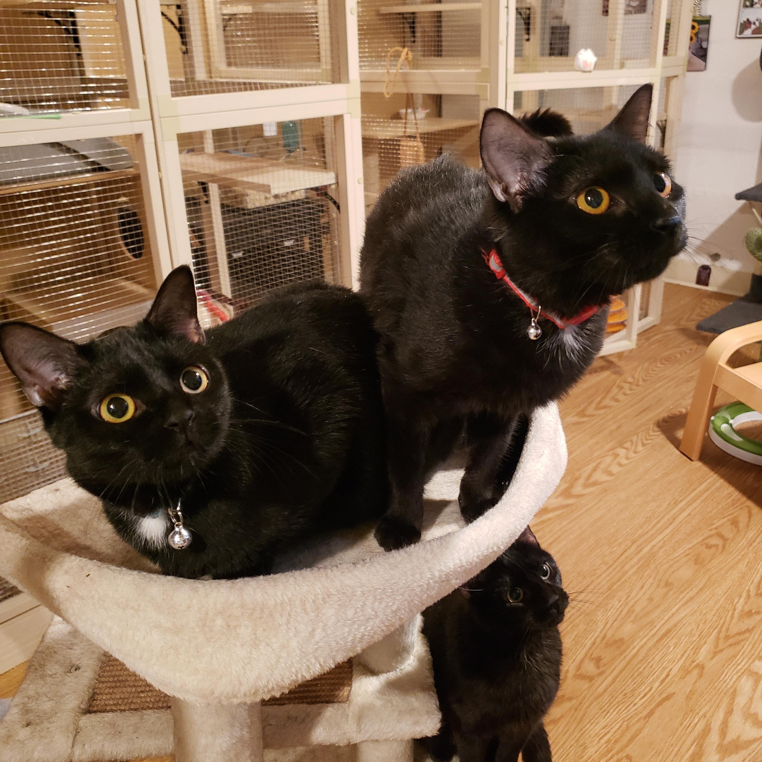 Enlarge Black Dahlia and Coconut, an adoptable Domestic Short Hair in Fairfax, VA image 1/4